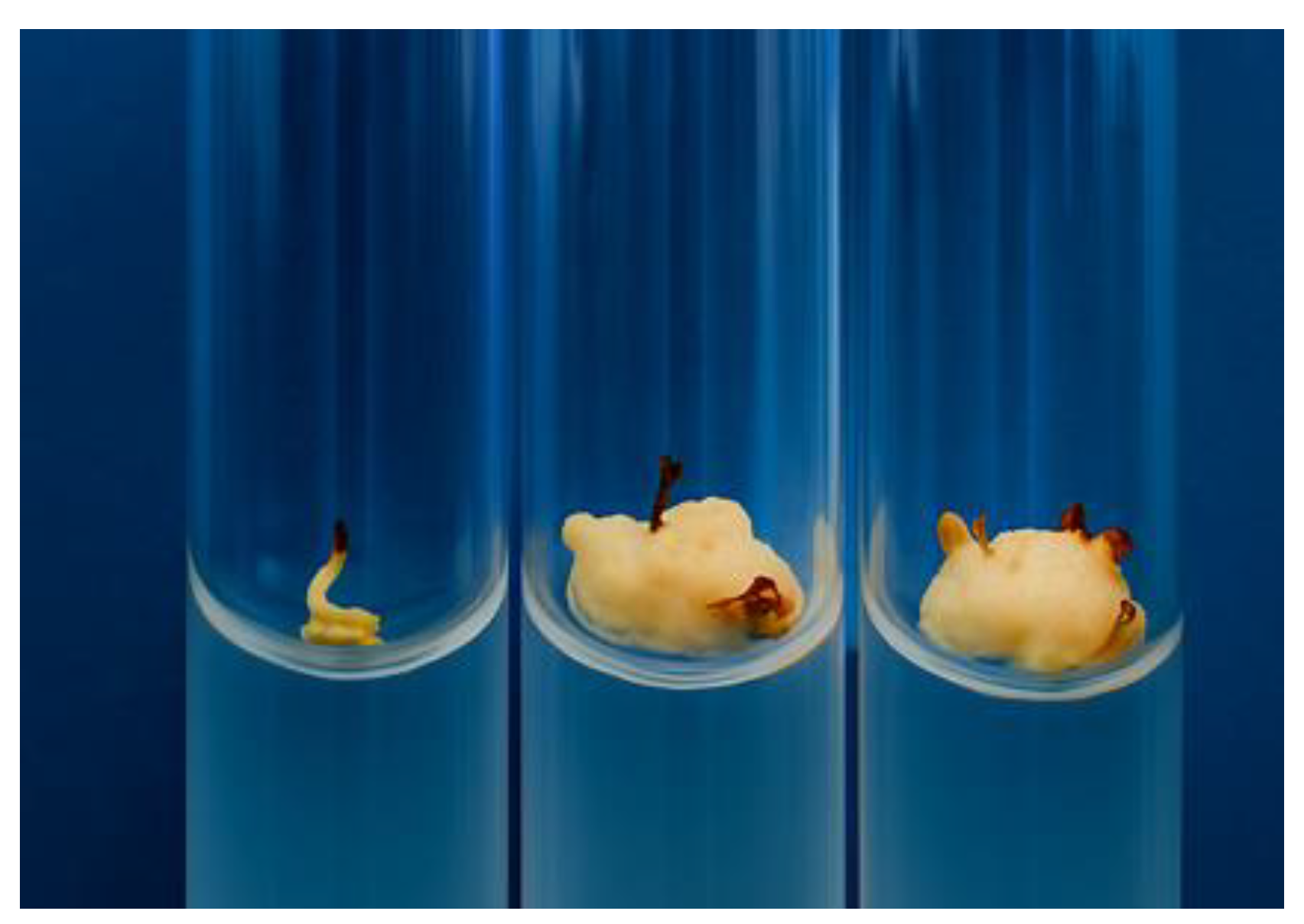 Preprints 181748 g002