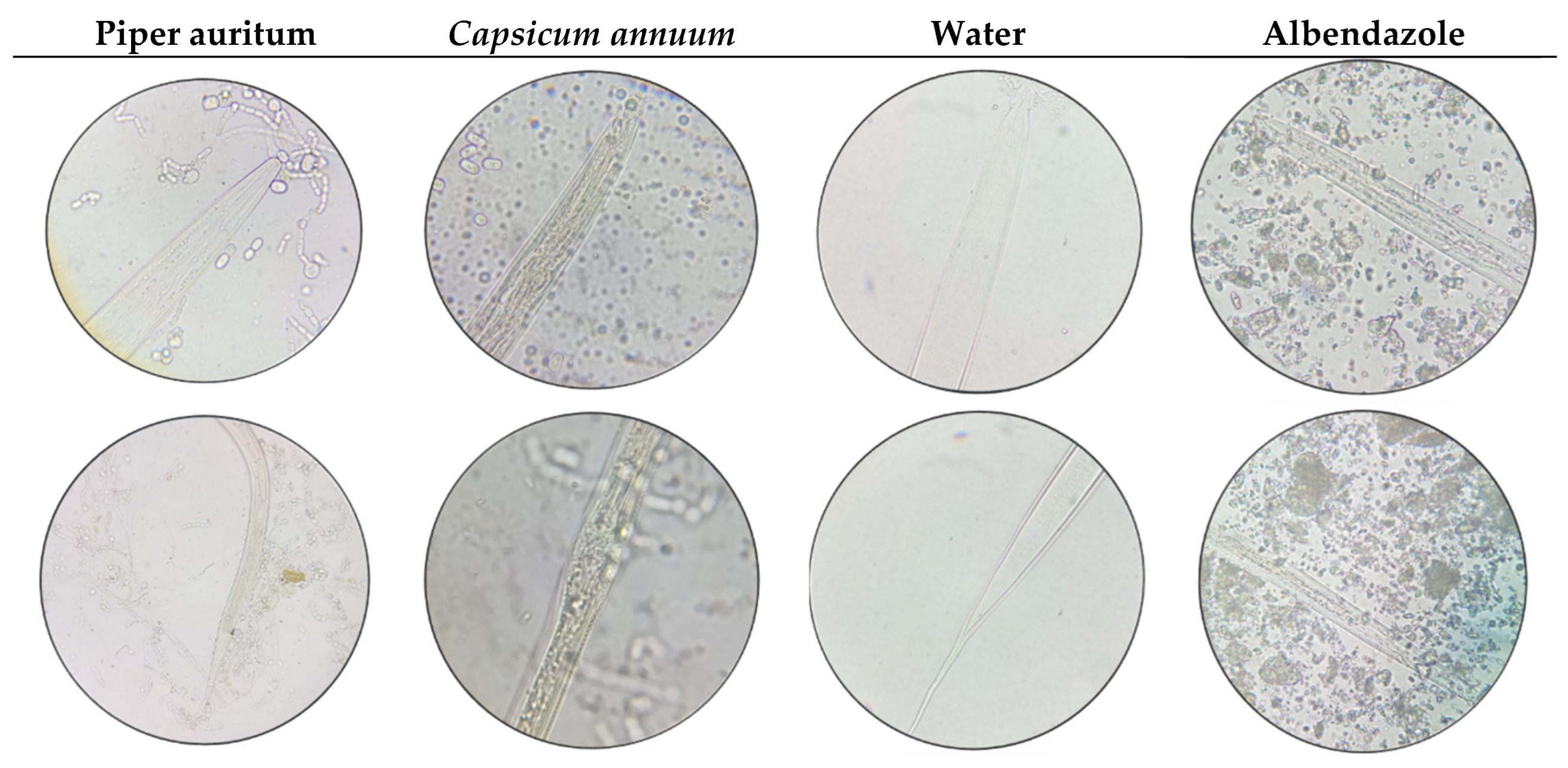 Preprints 169266 g001