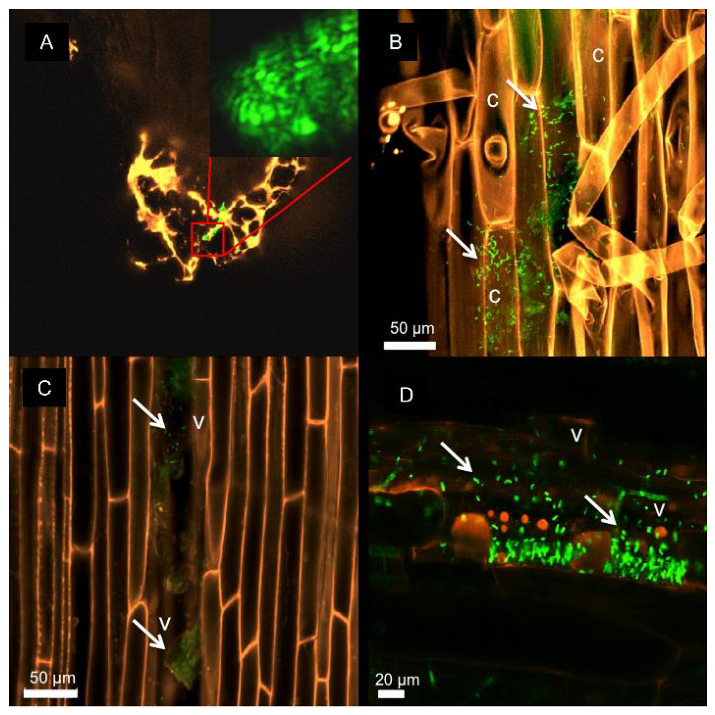 Preprints 214368 g002