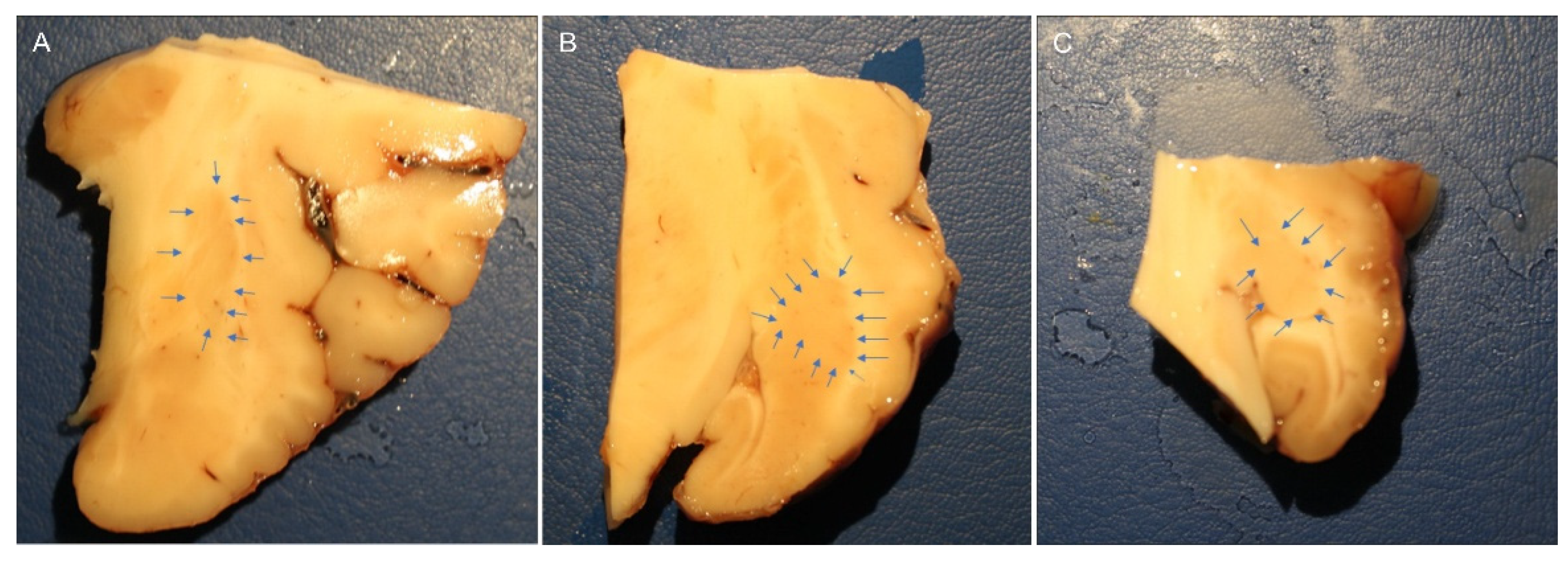 Preprints 164129 g007