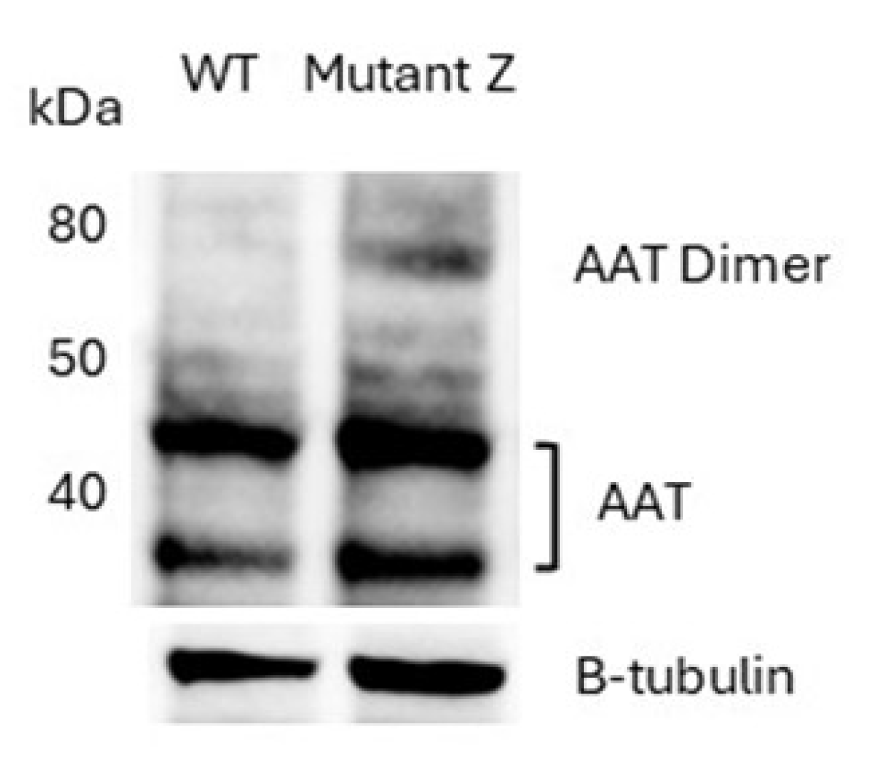 Preprints 158472 g002