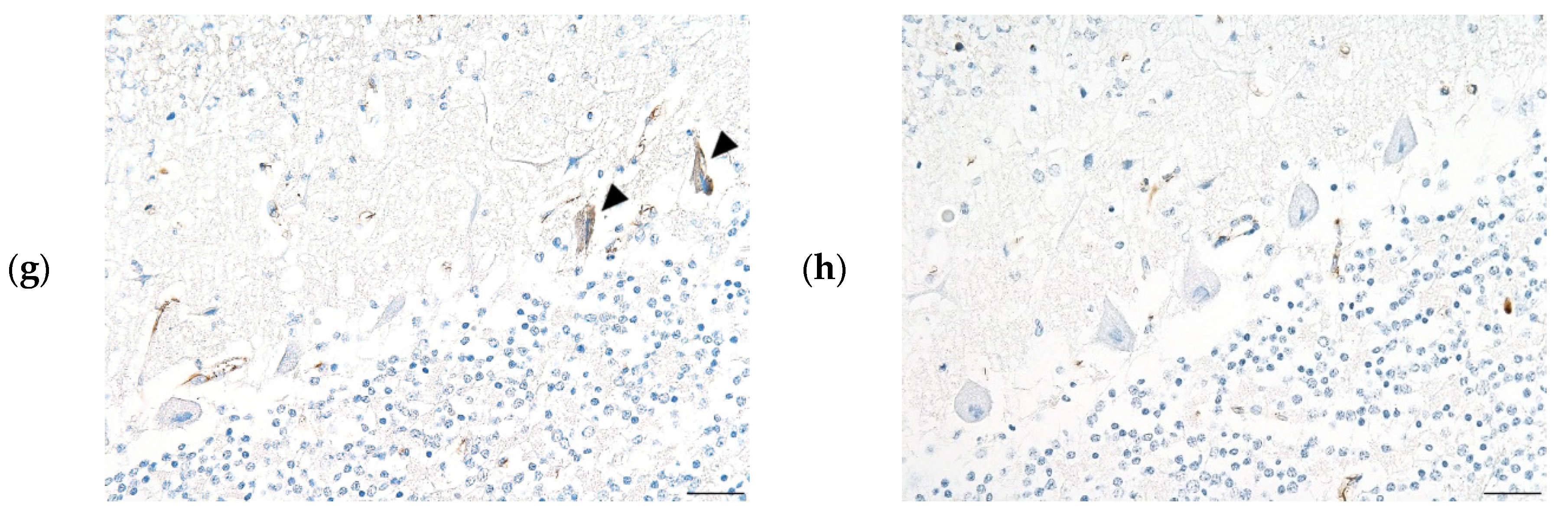 Preprints 75503 g002b