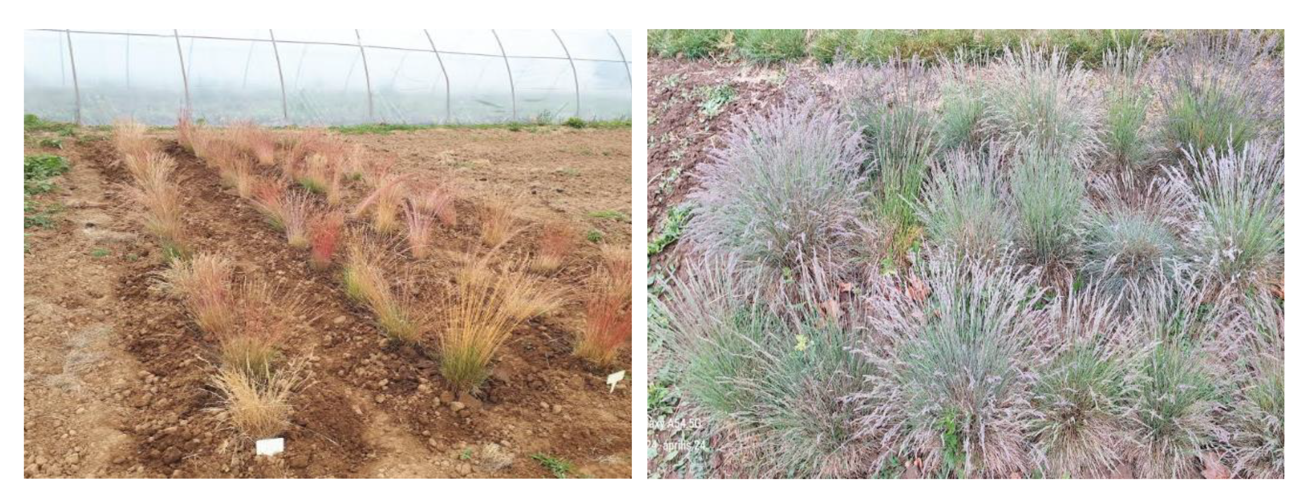 Preprints 111144 g001