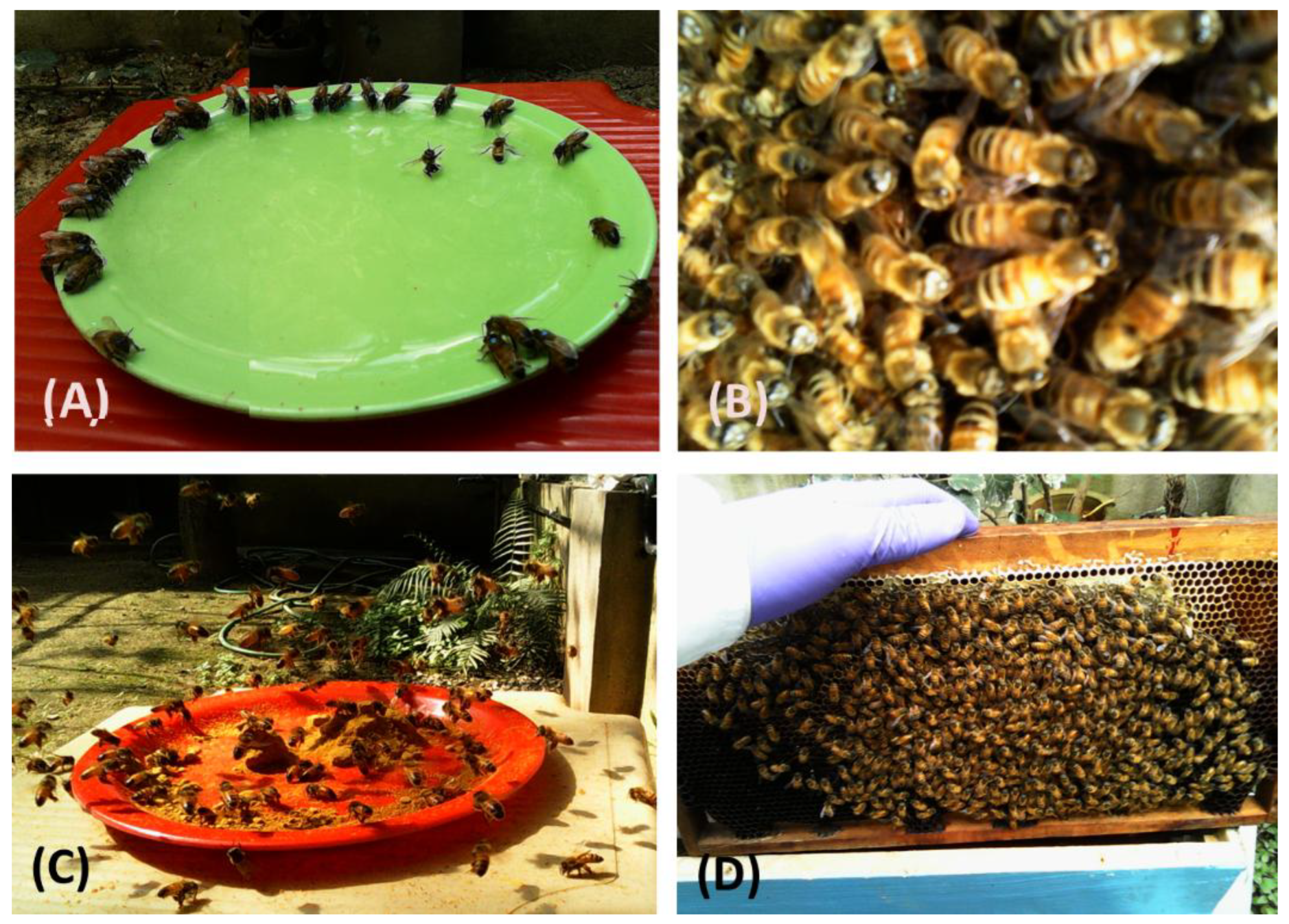 Preprints 144867 g001