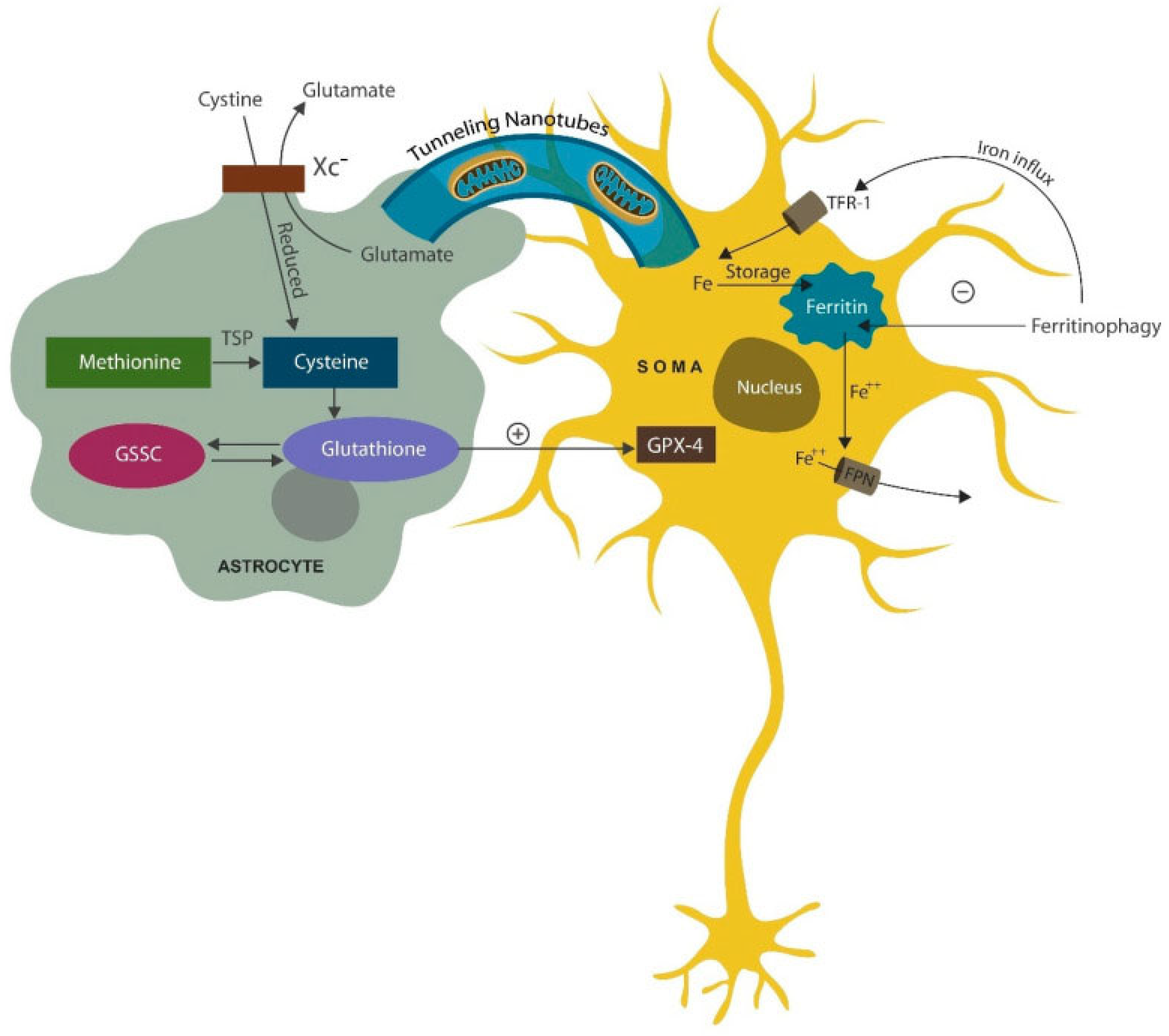 Preprints 138338 g005