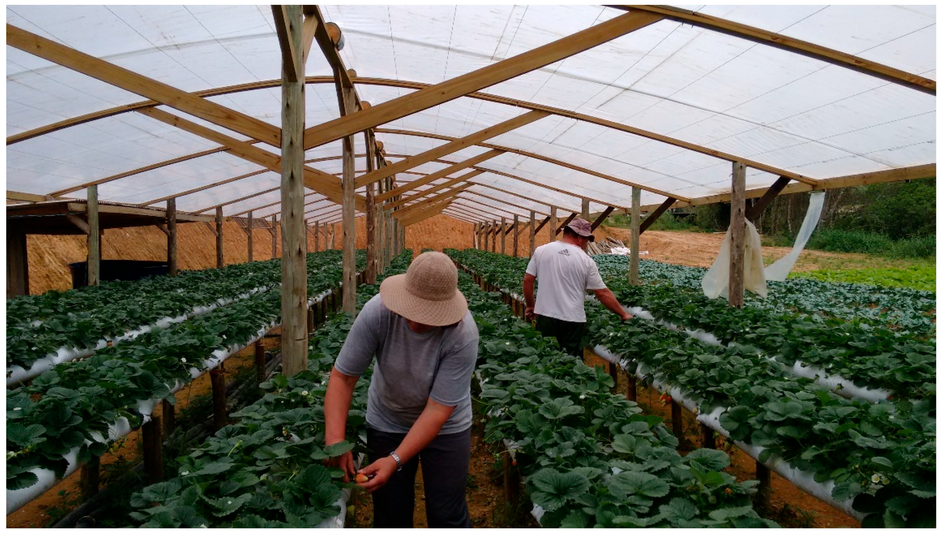 Preprints 184857 g001