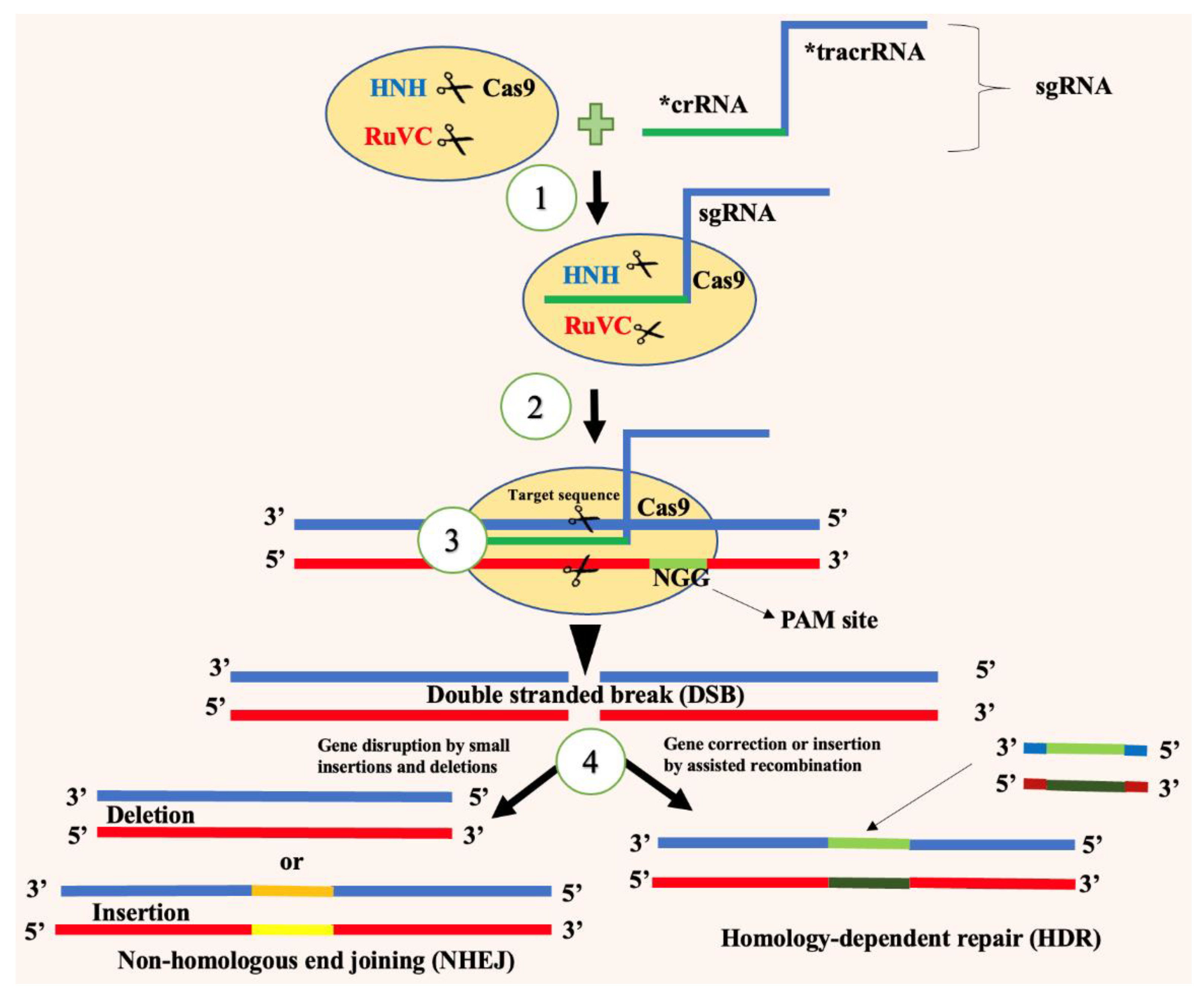 Preprints 167736 g003