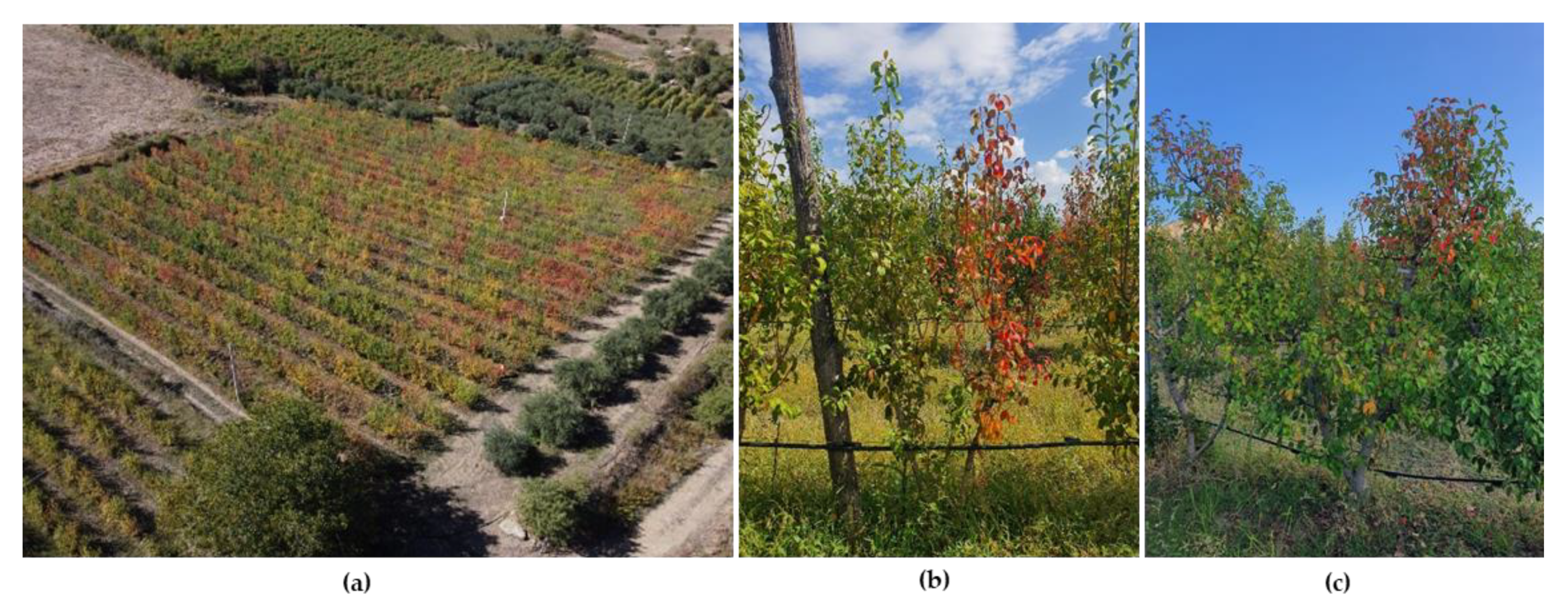 Preprints 189246 g001