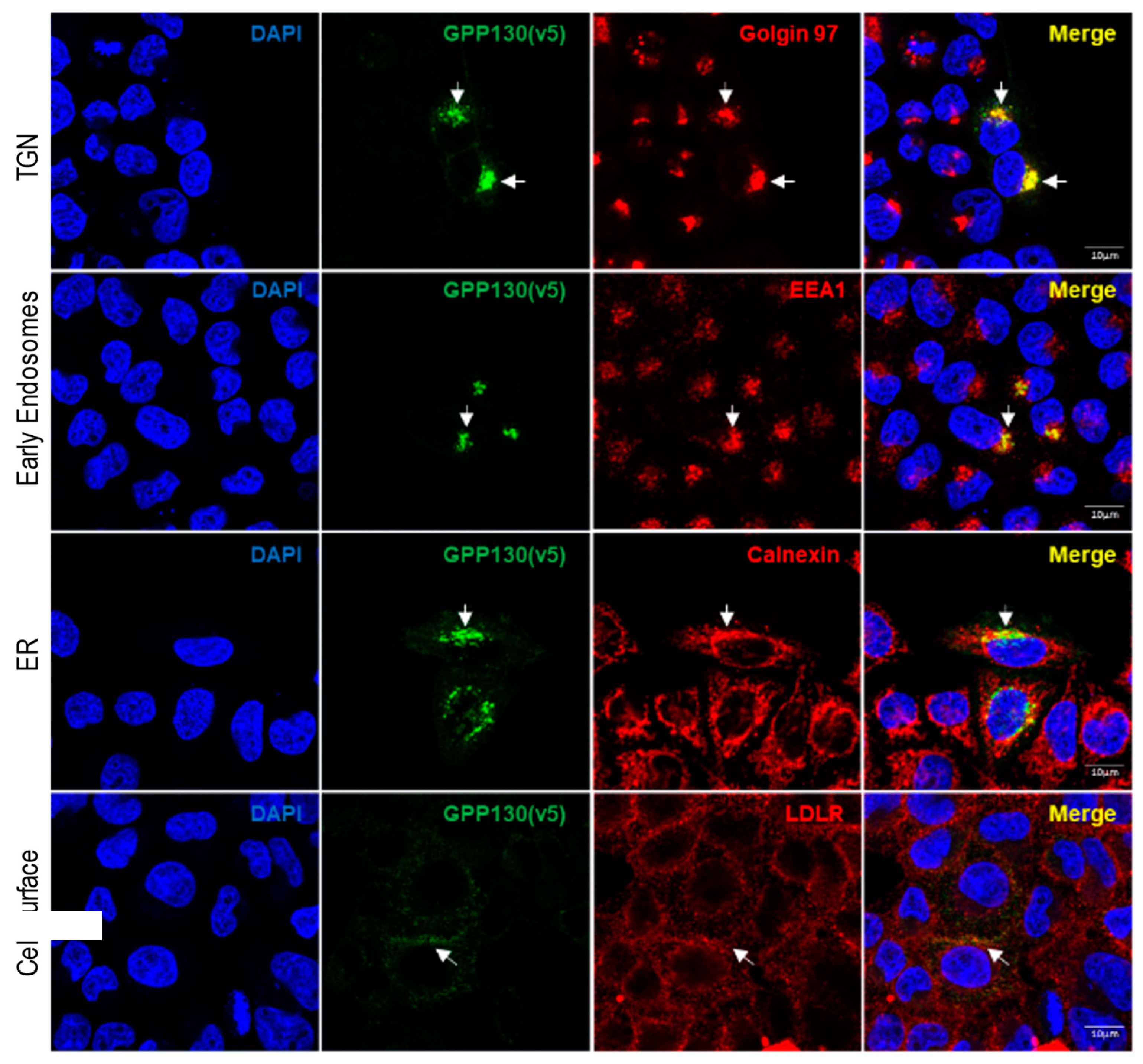 Preprints 139356 g002