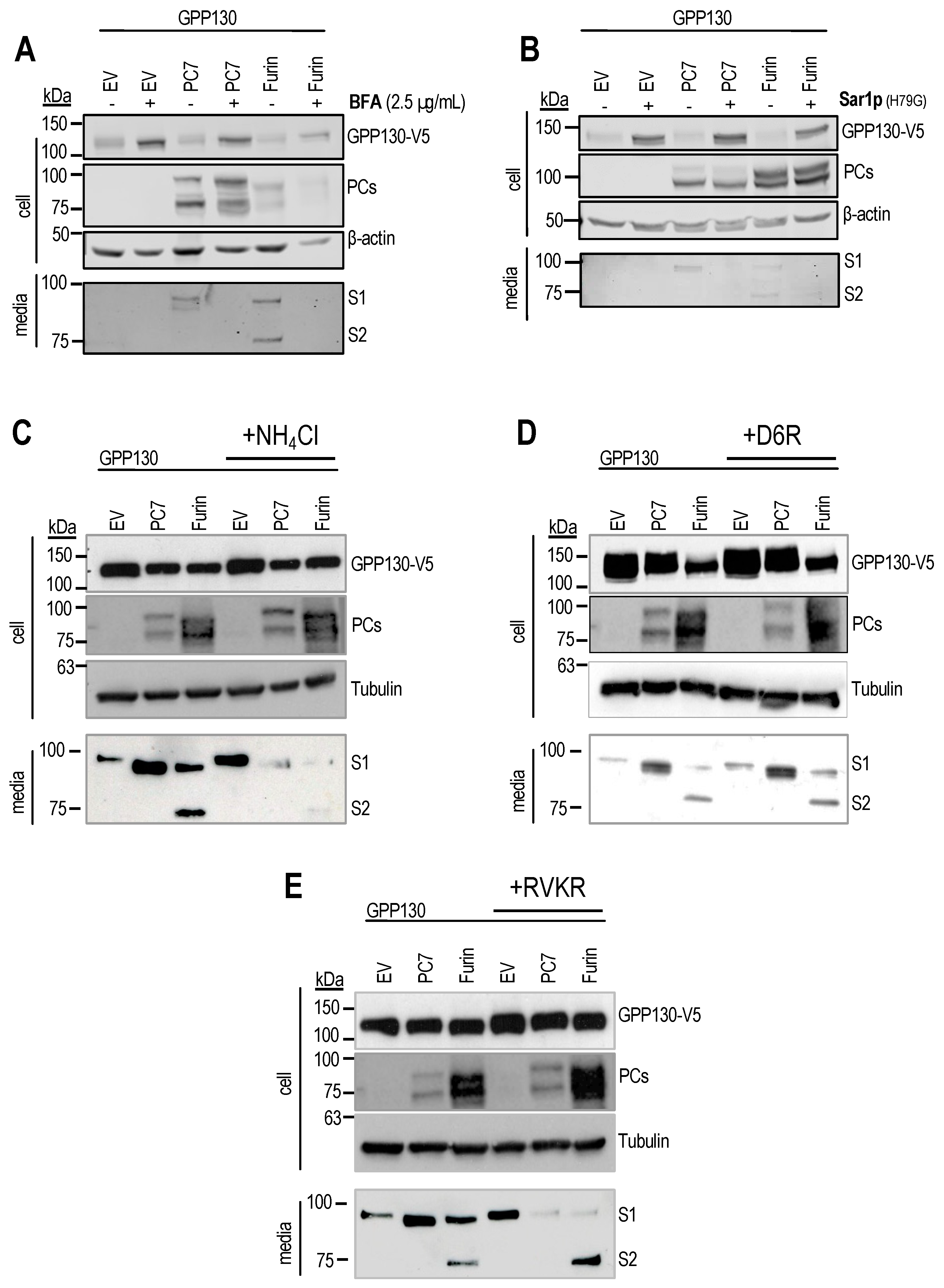 Preprints 139356 g004