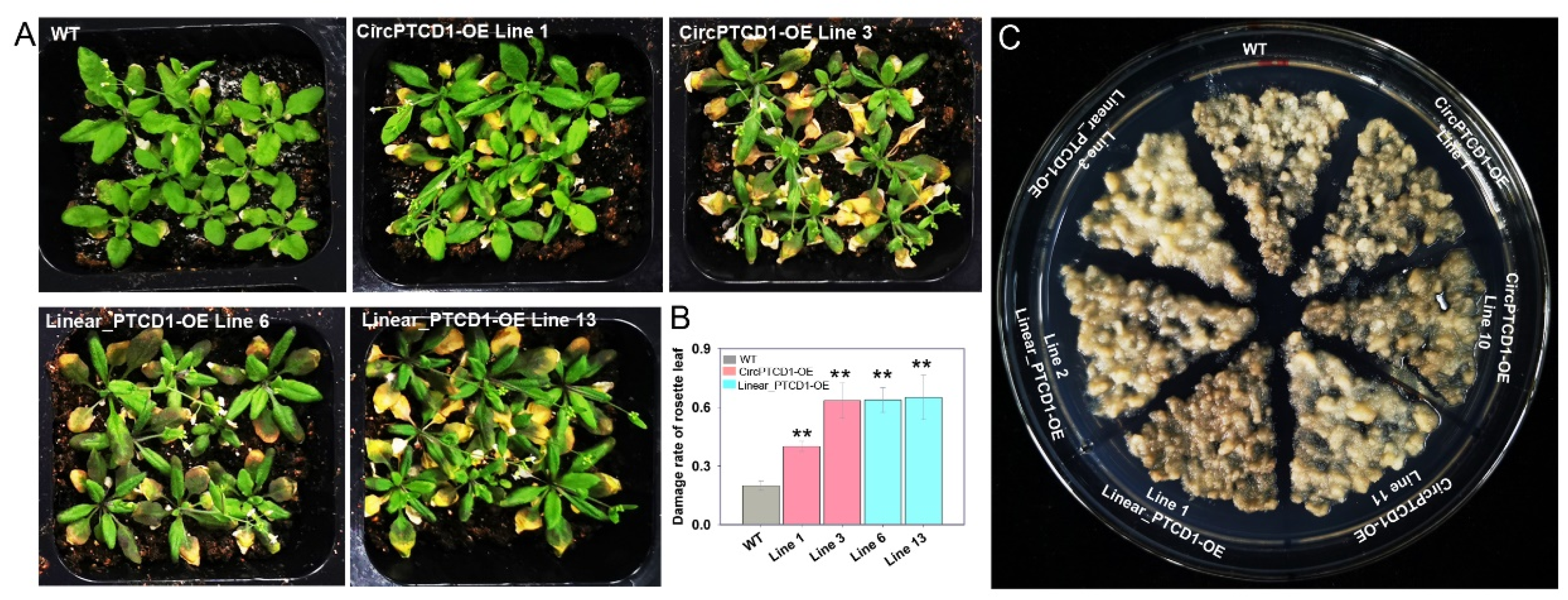 Preprints 71416 g004