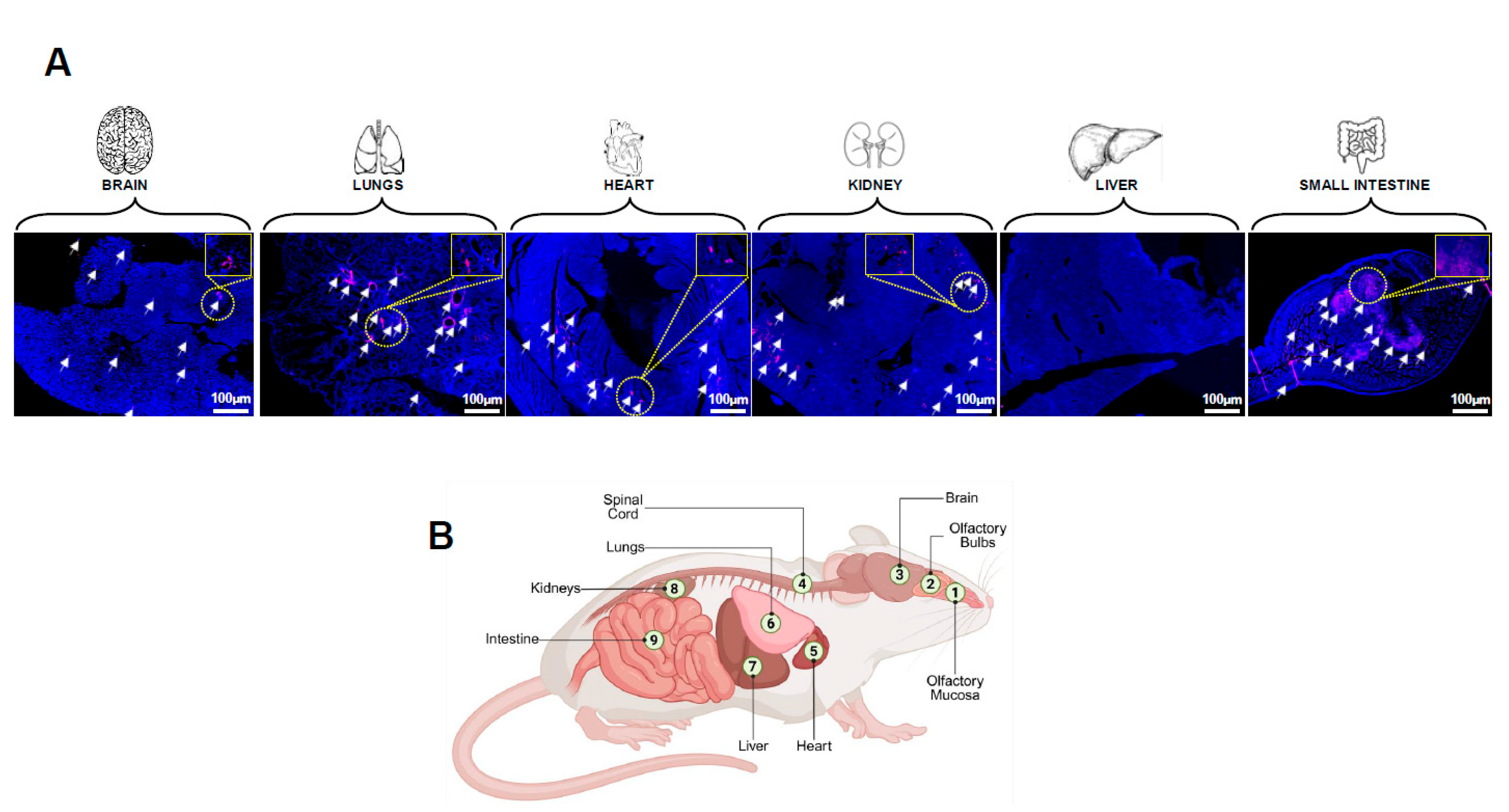 Preprints 176376 g006