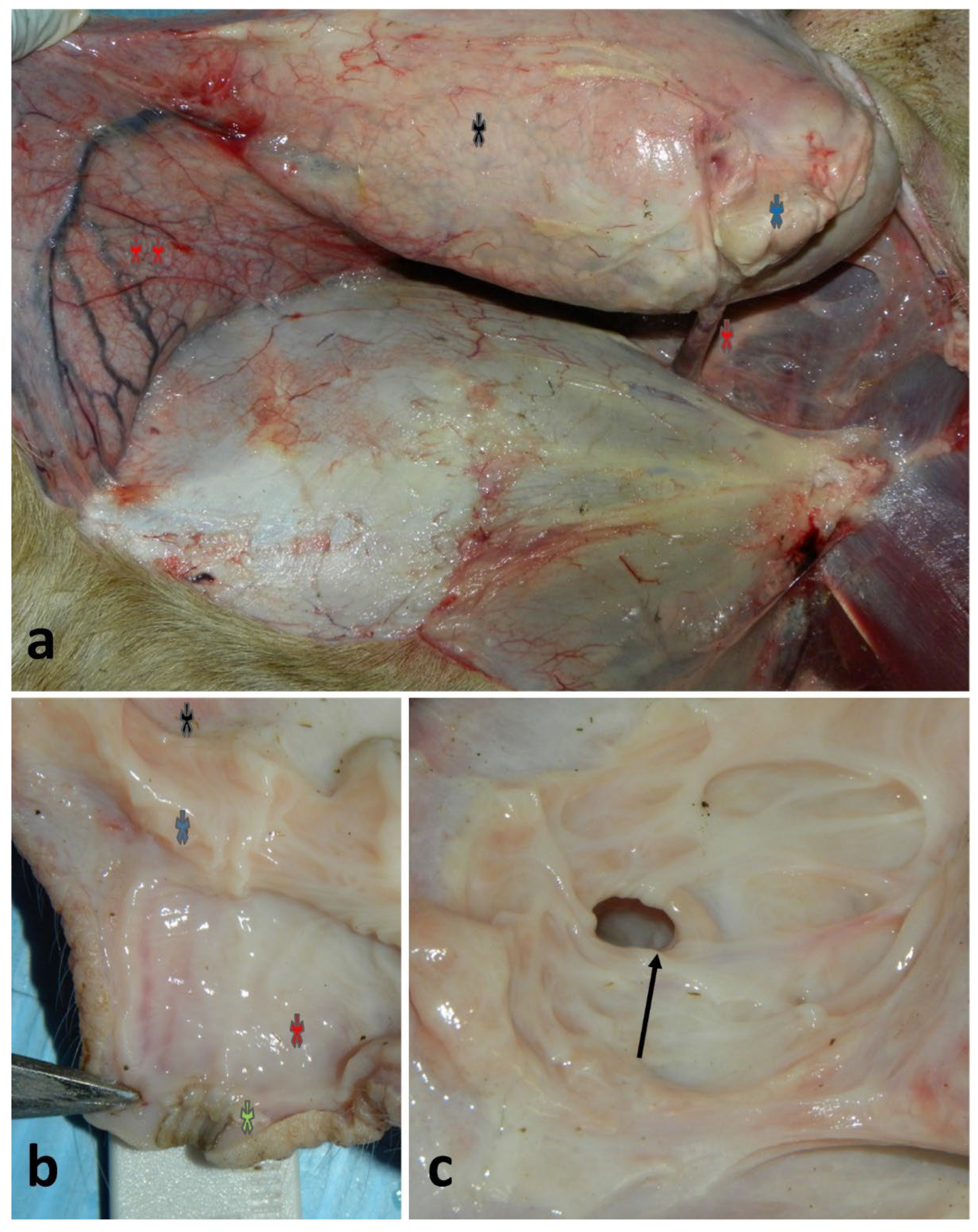 Preprints 190390 g001