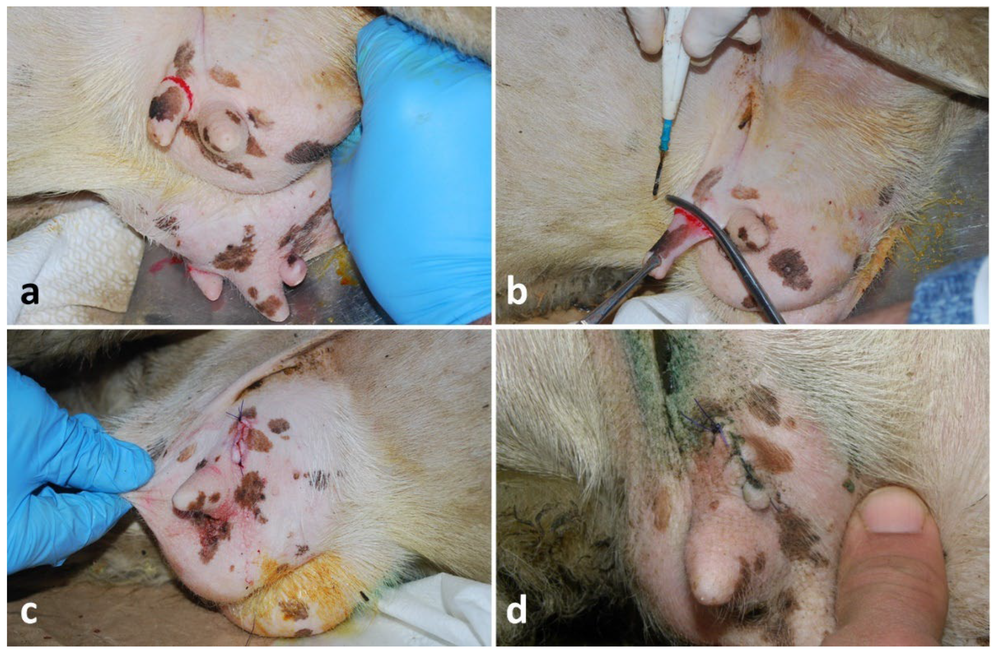 Preprints 190390 g003