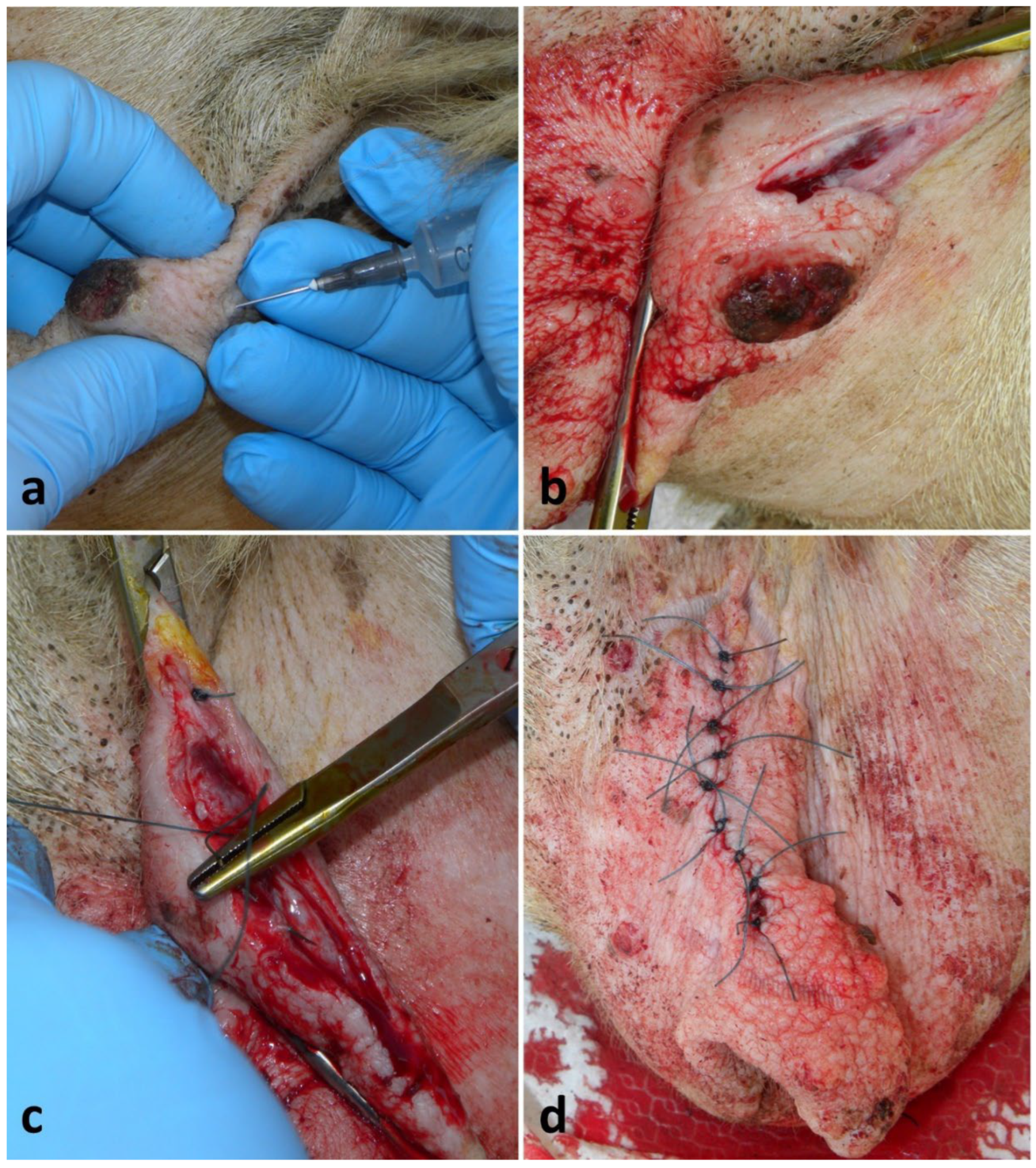 Preprints 190390 g005