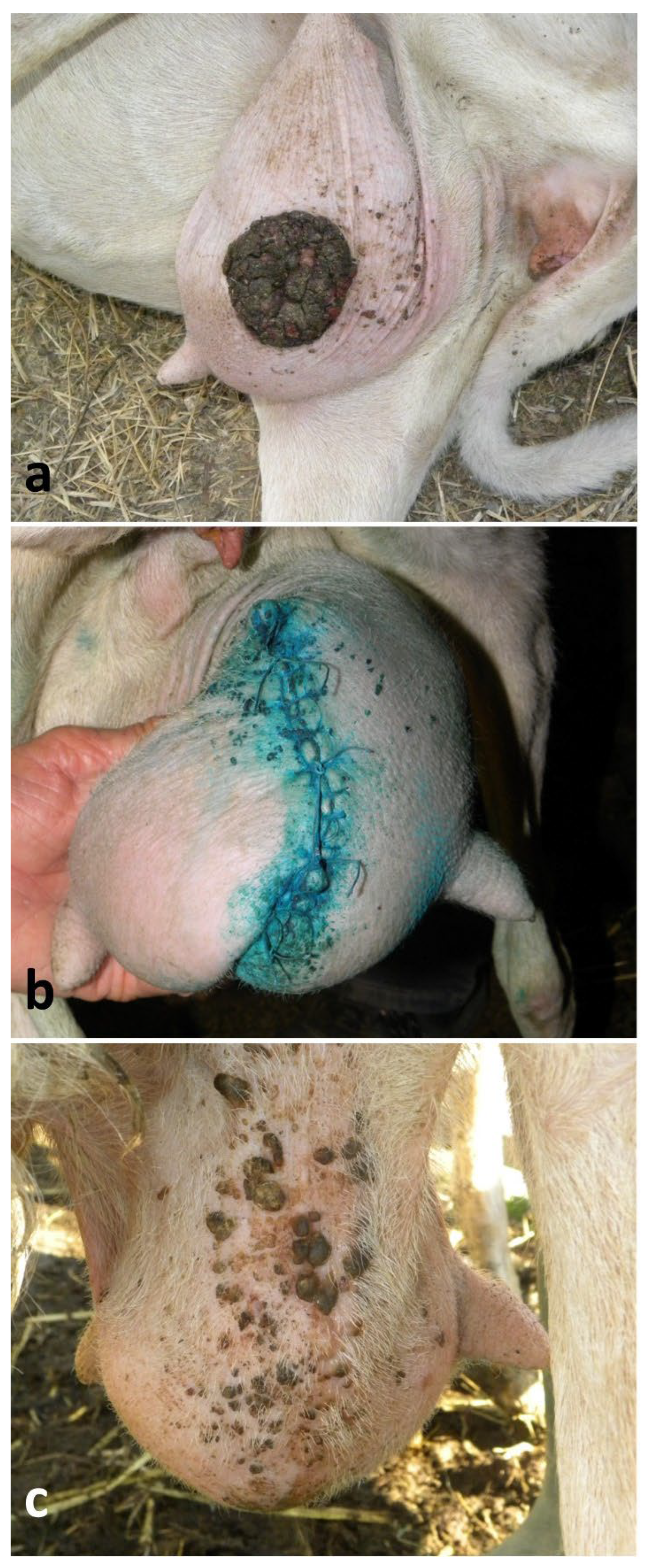 Preprints 190390 g007