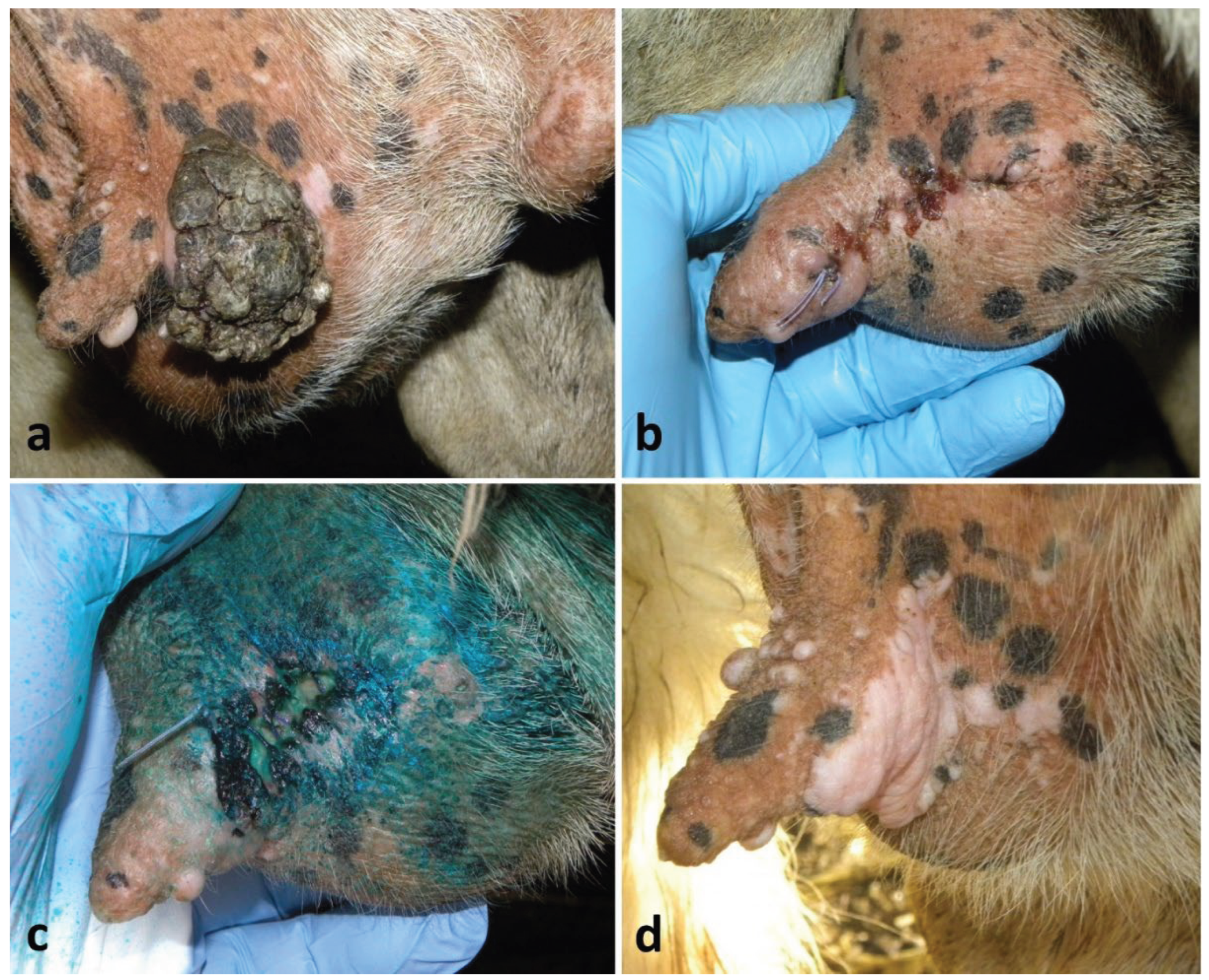 Preprints 190390 g008