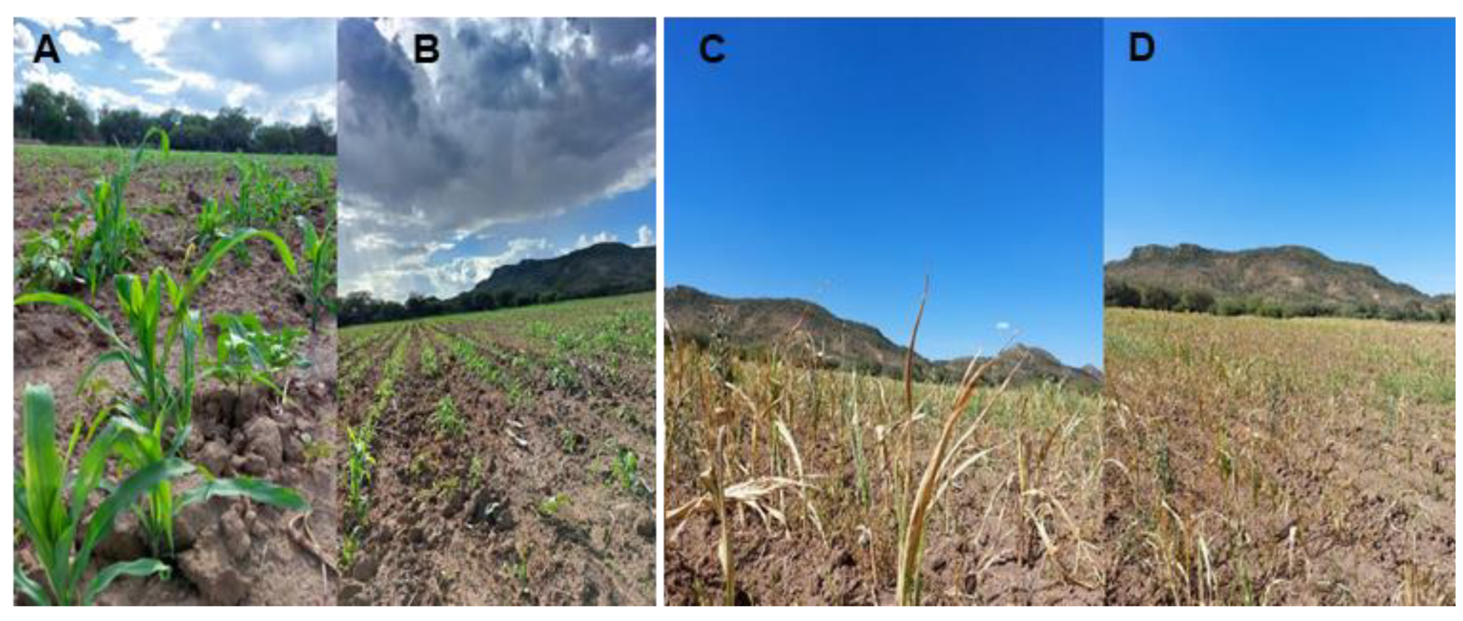 Preprints 174712 g002