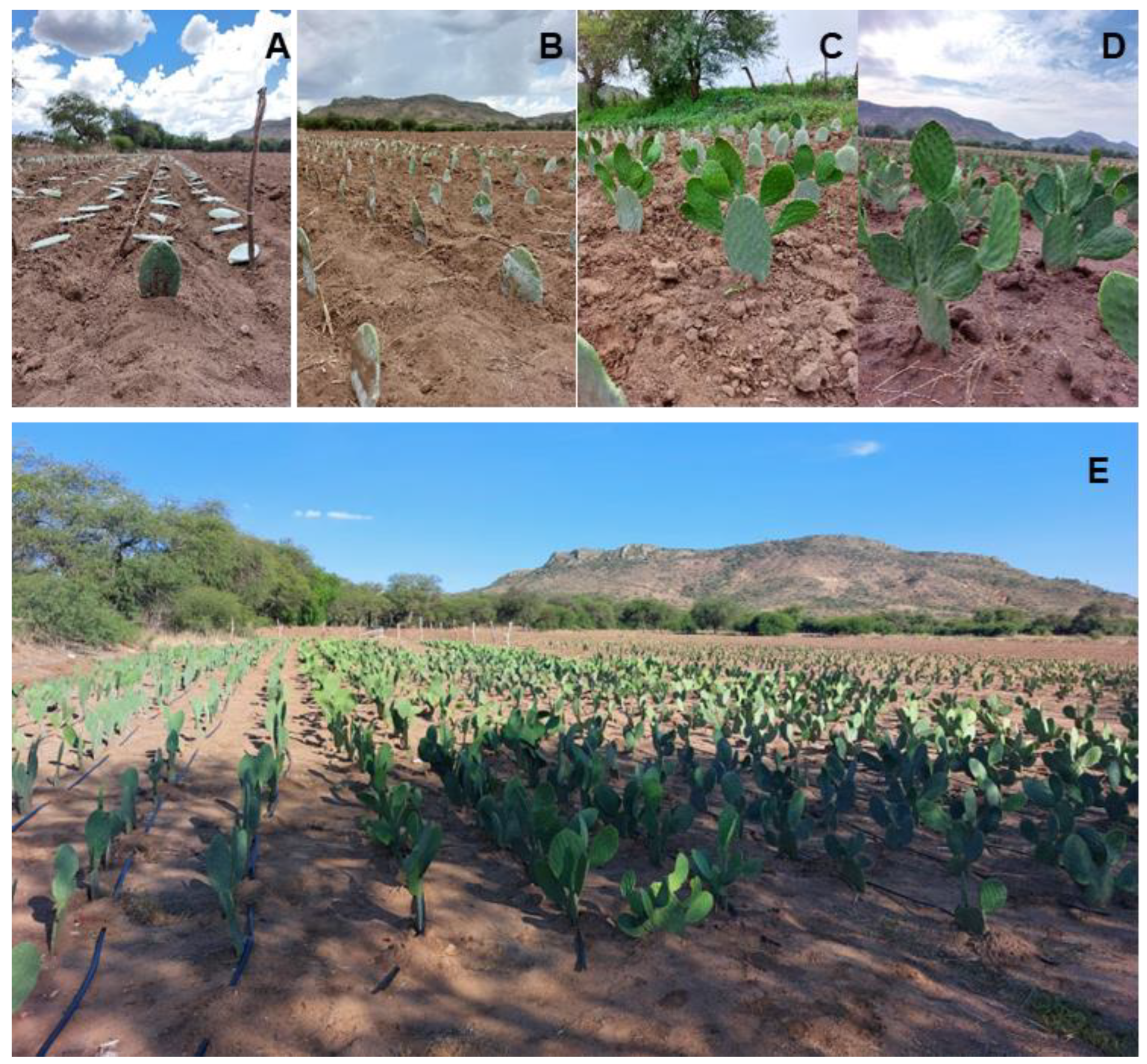 Preprints 174712 g003