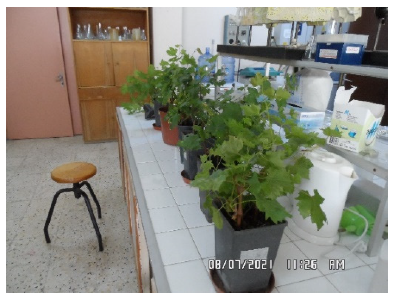 Preprints 150149 g001