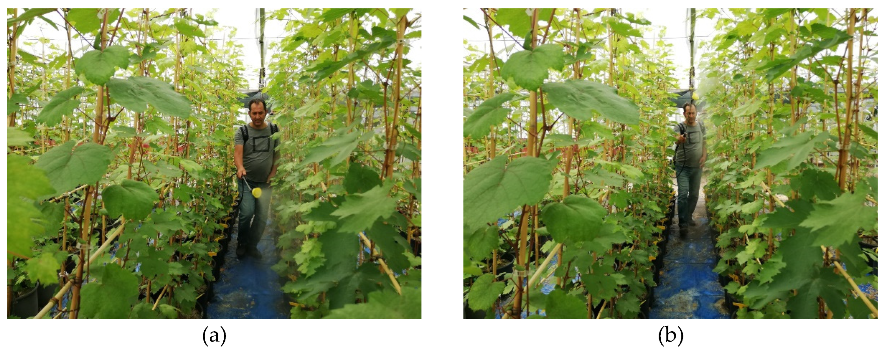 Preprints 150149 g003