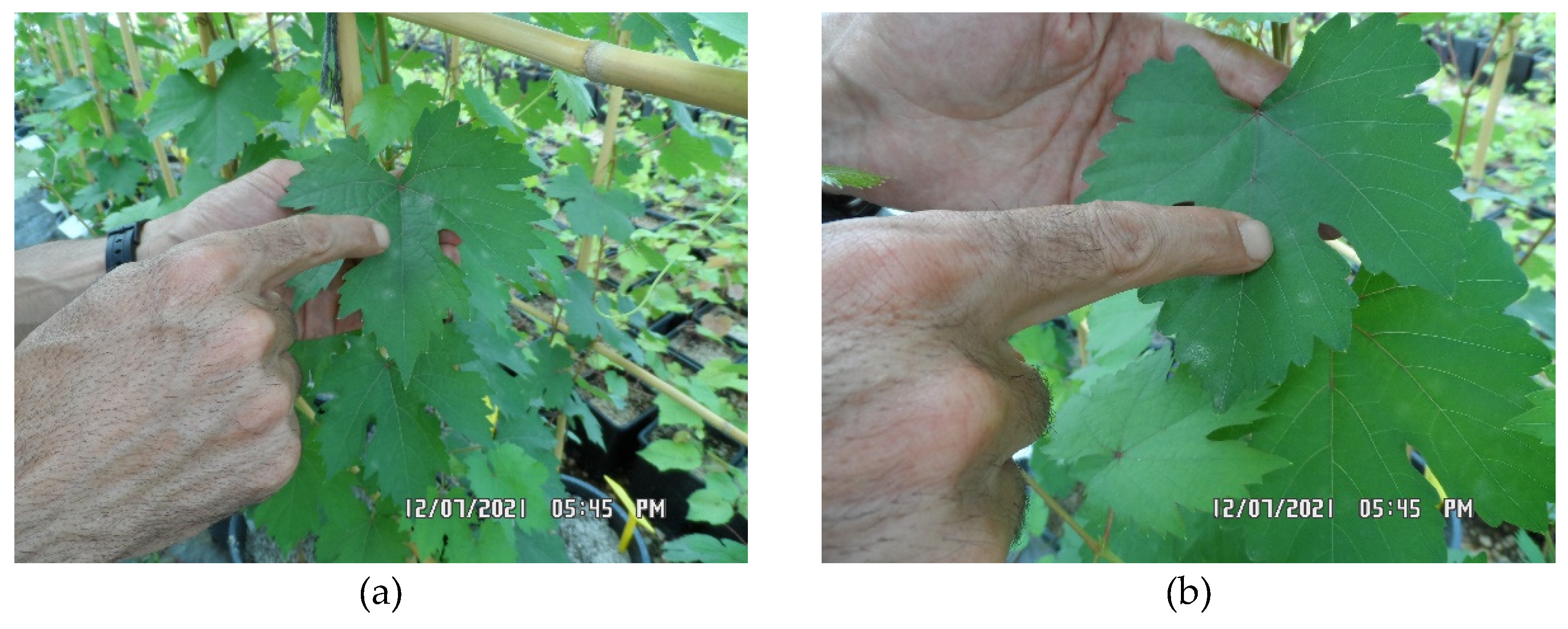 Preprints 150149 g004