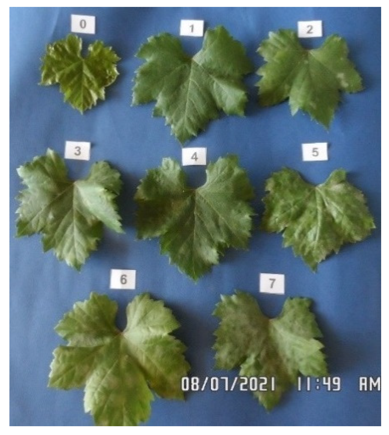 Preprints 150149 g005