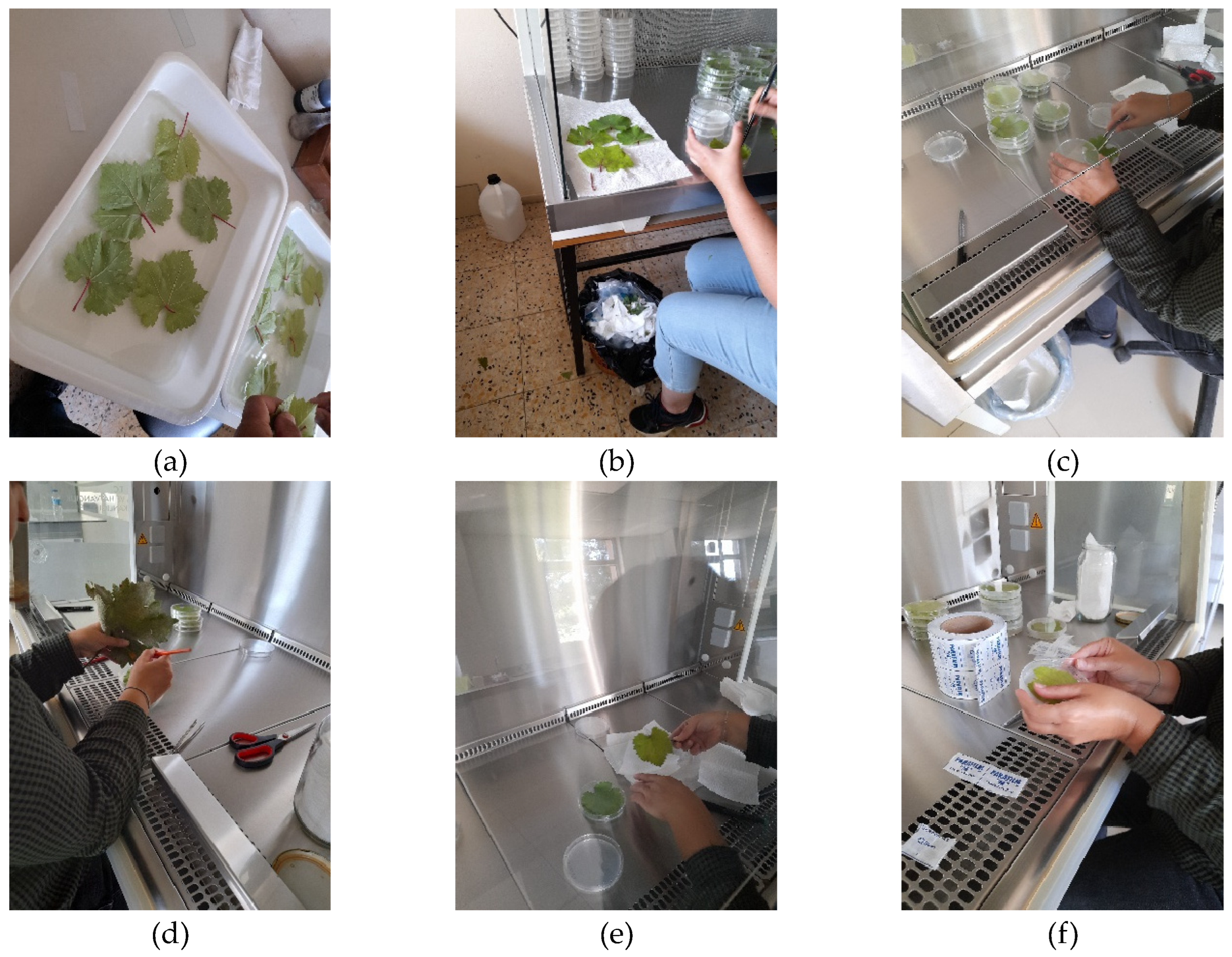 Preprints 150149 g006