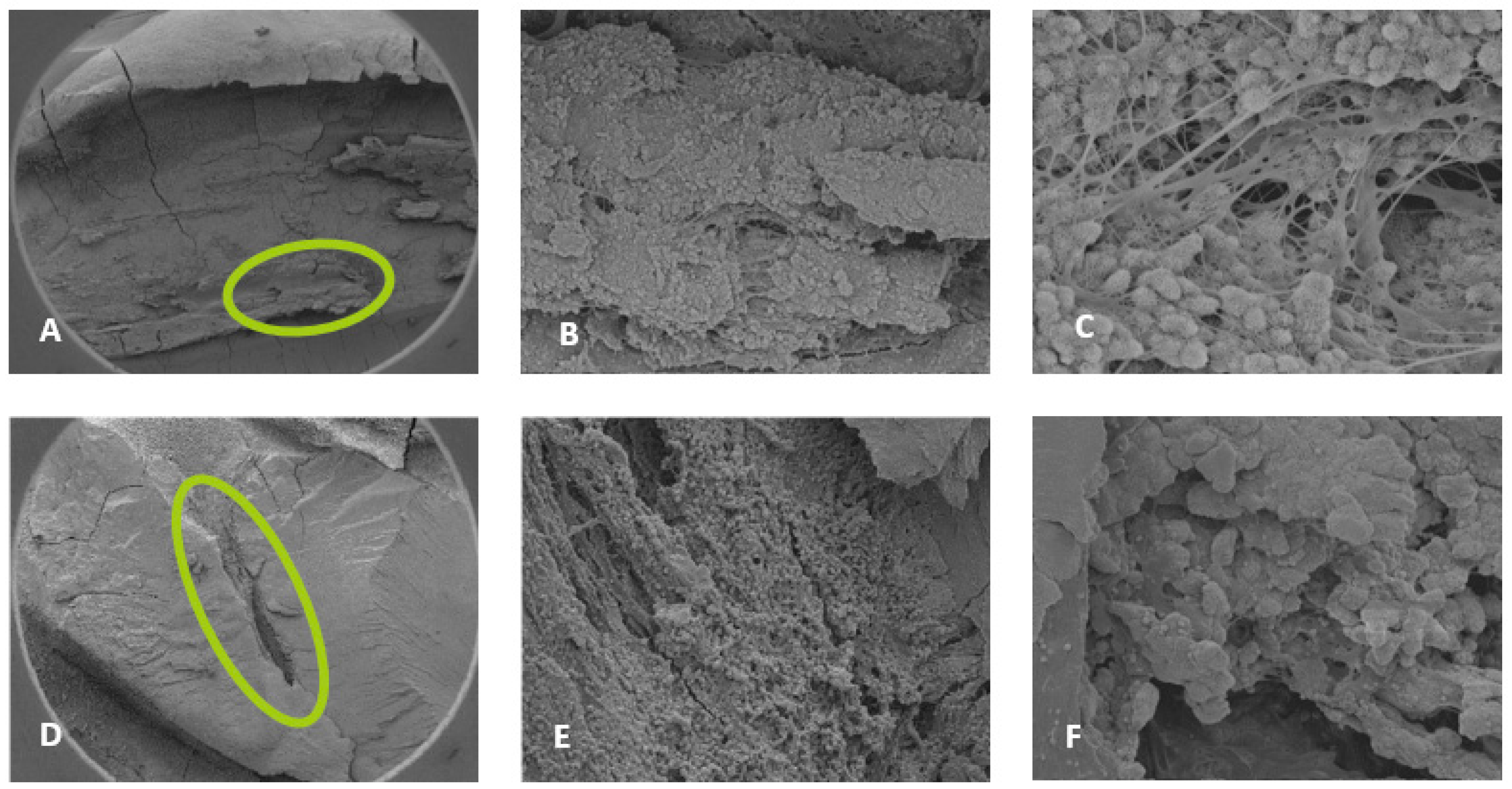 Preprints 149802 g003