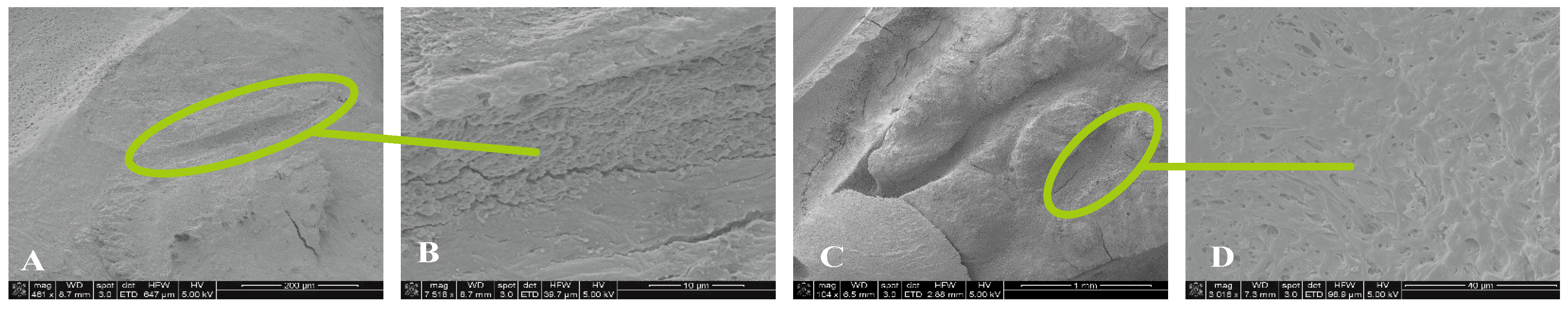 Preprints 149802 g008a