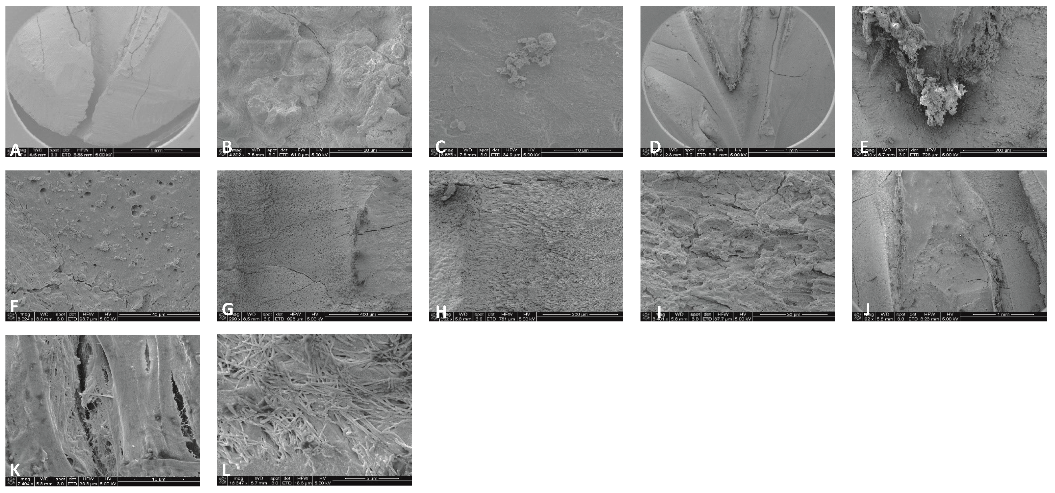Preprints 149802 g009
