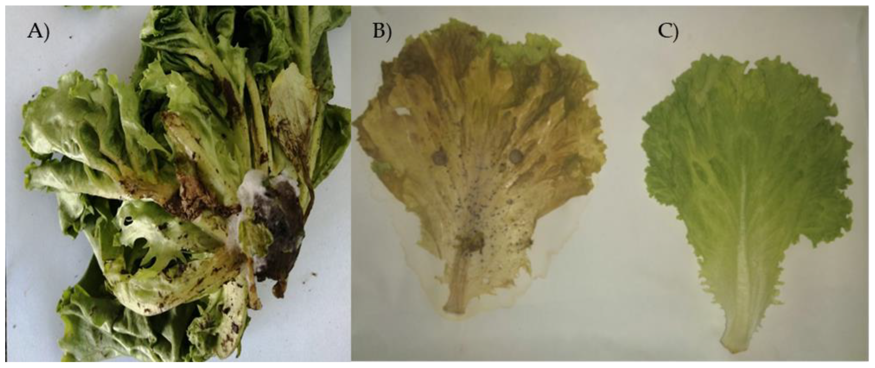 Preprints 115090 g001