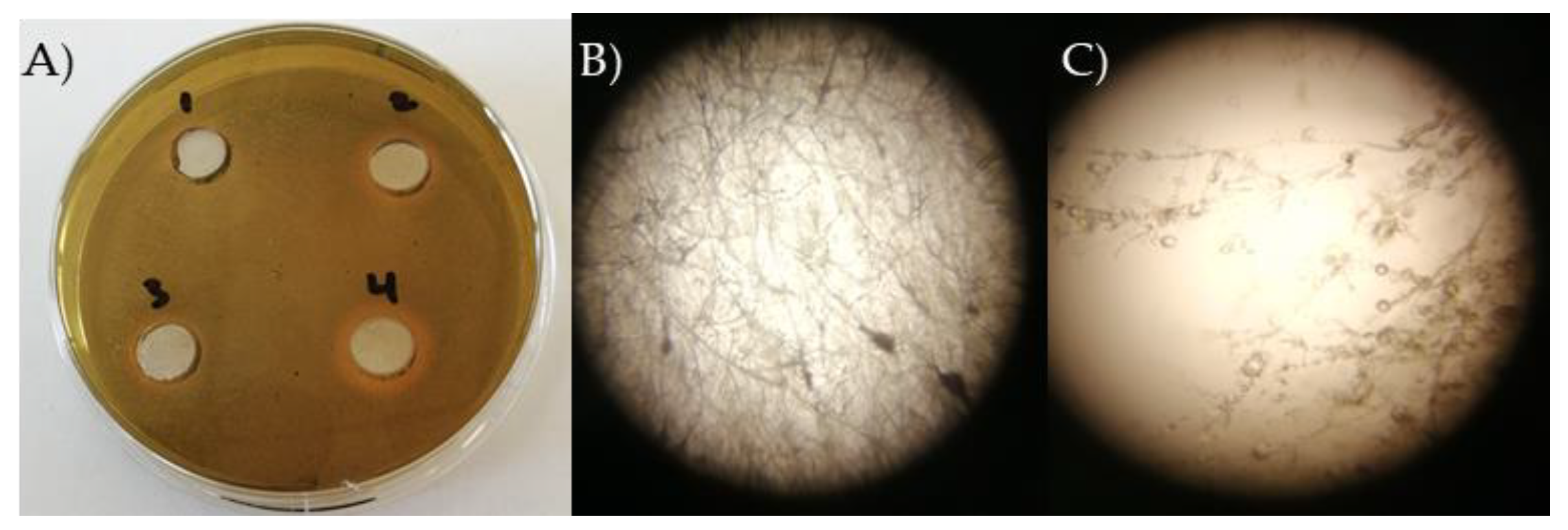Preprints 115090 g004