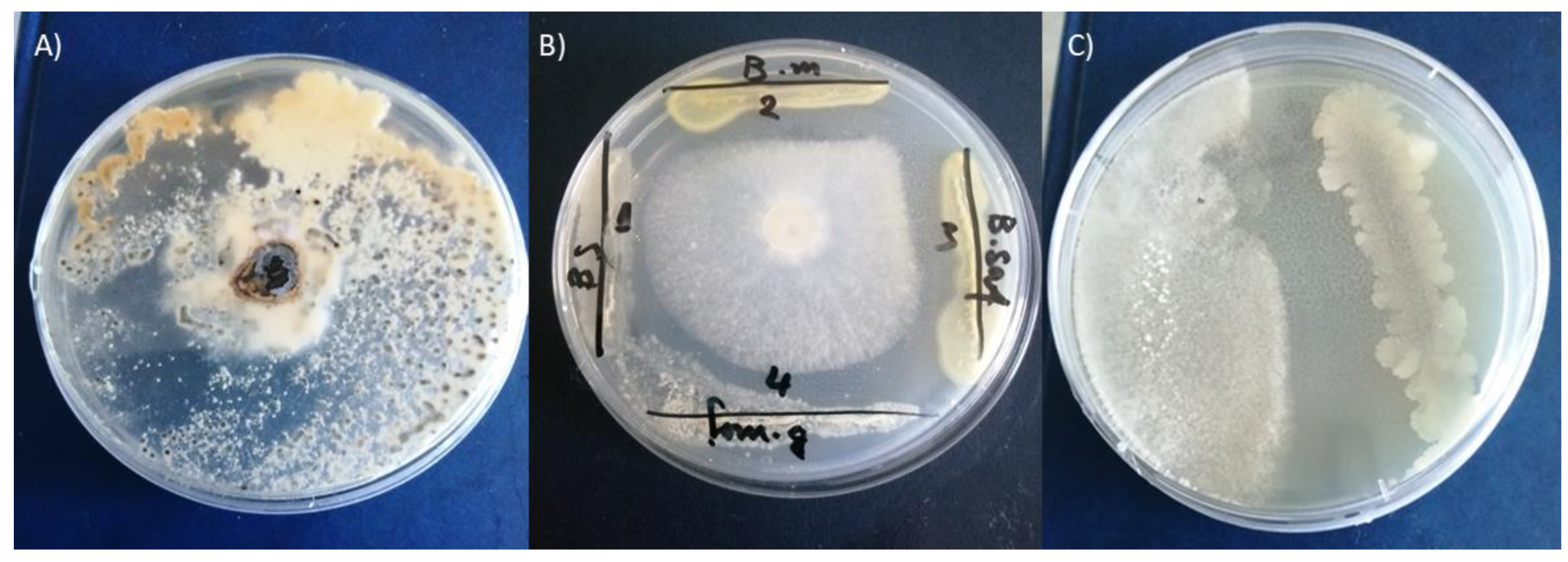 Preprints 115090 g005
