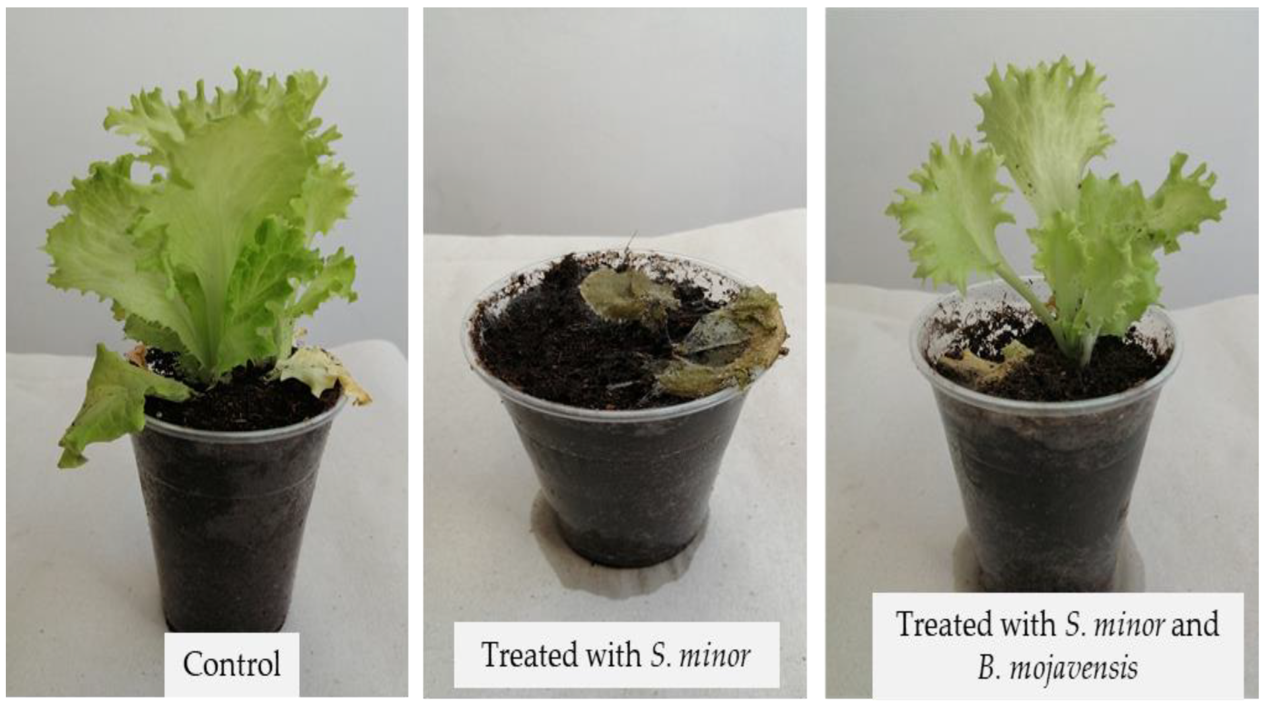 Preprints 115090 g006