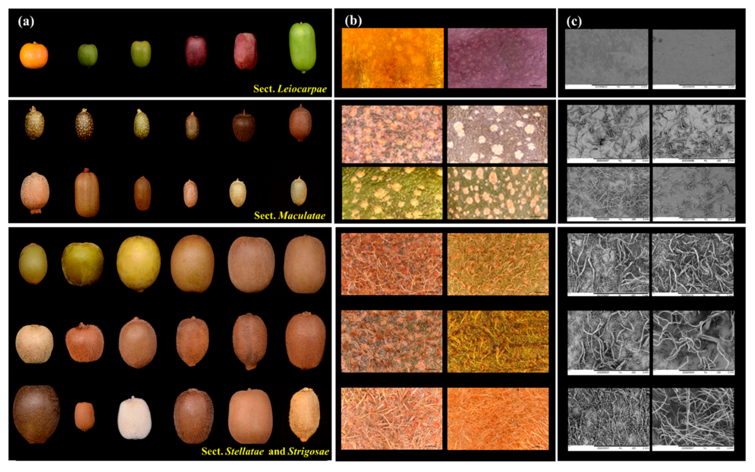 Preprints 196181 g001