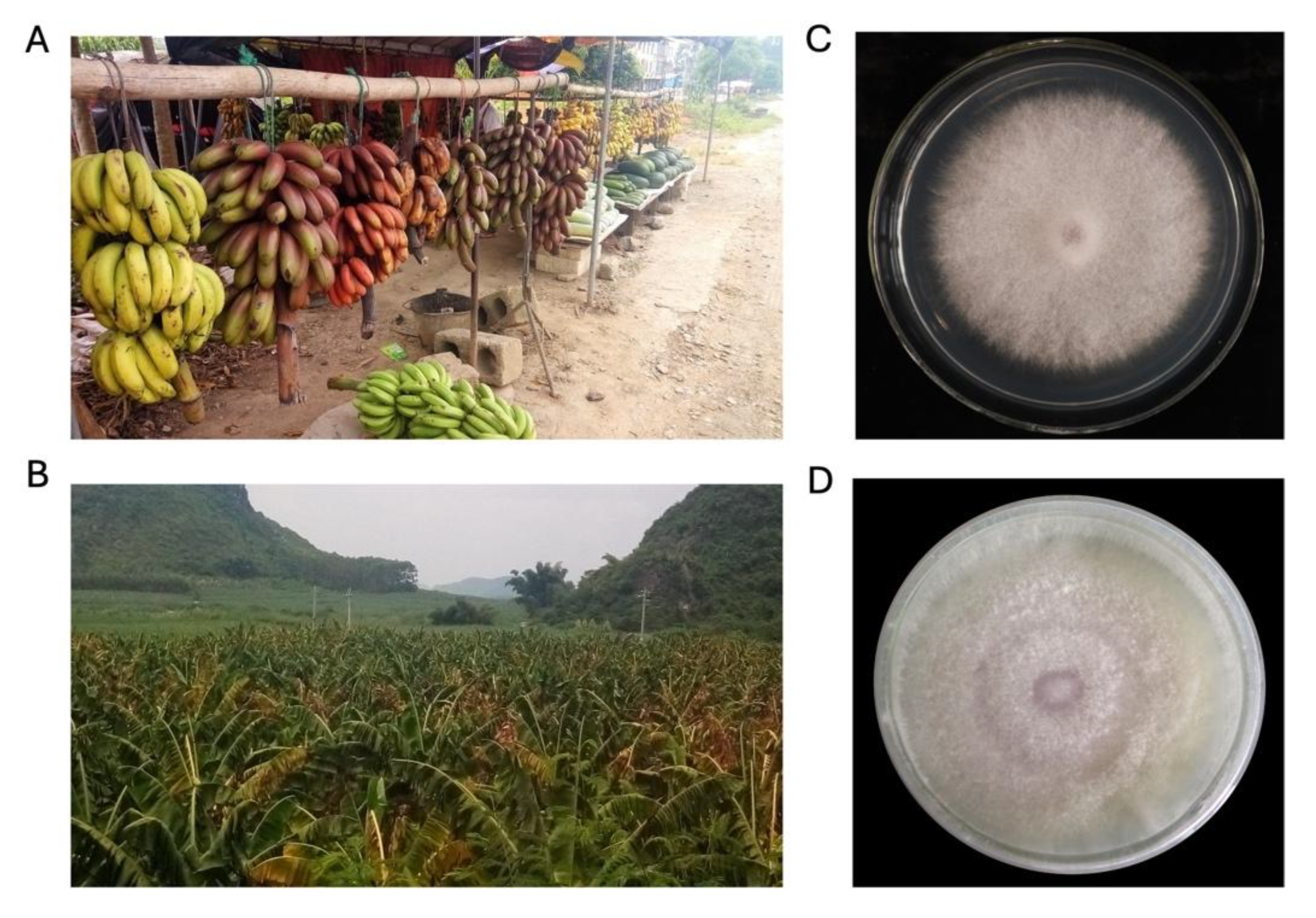 Preprints 153380 g001