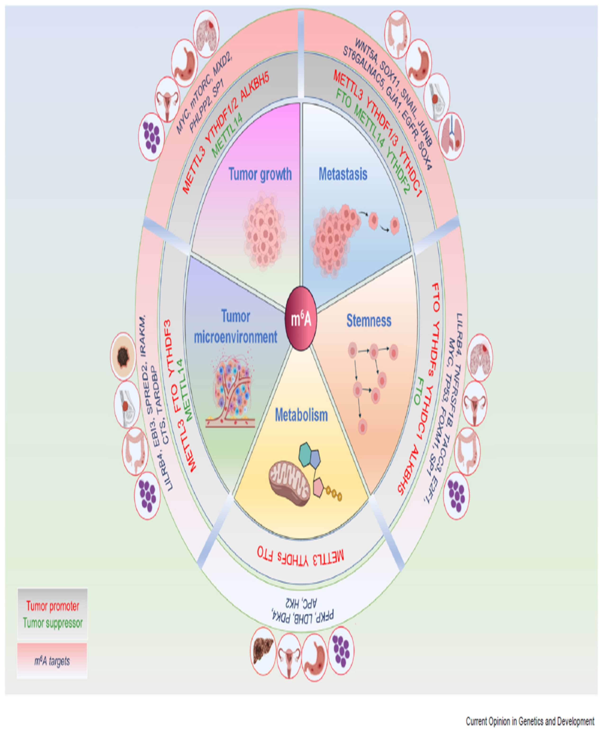 Preprints 145474 g002