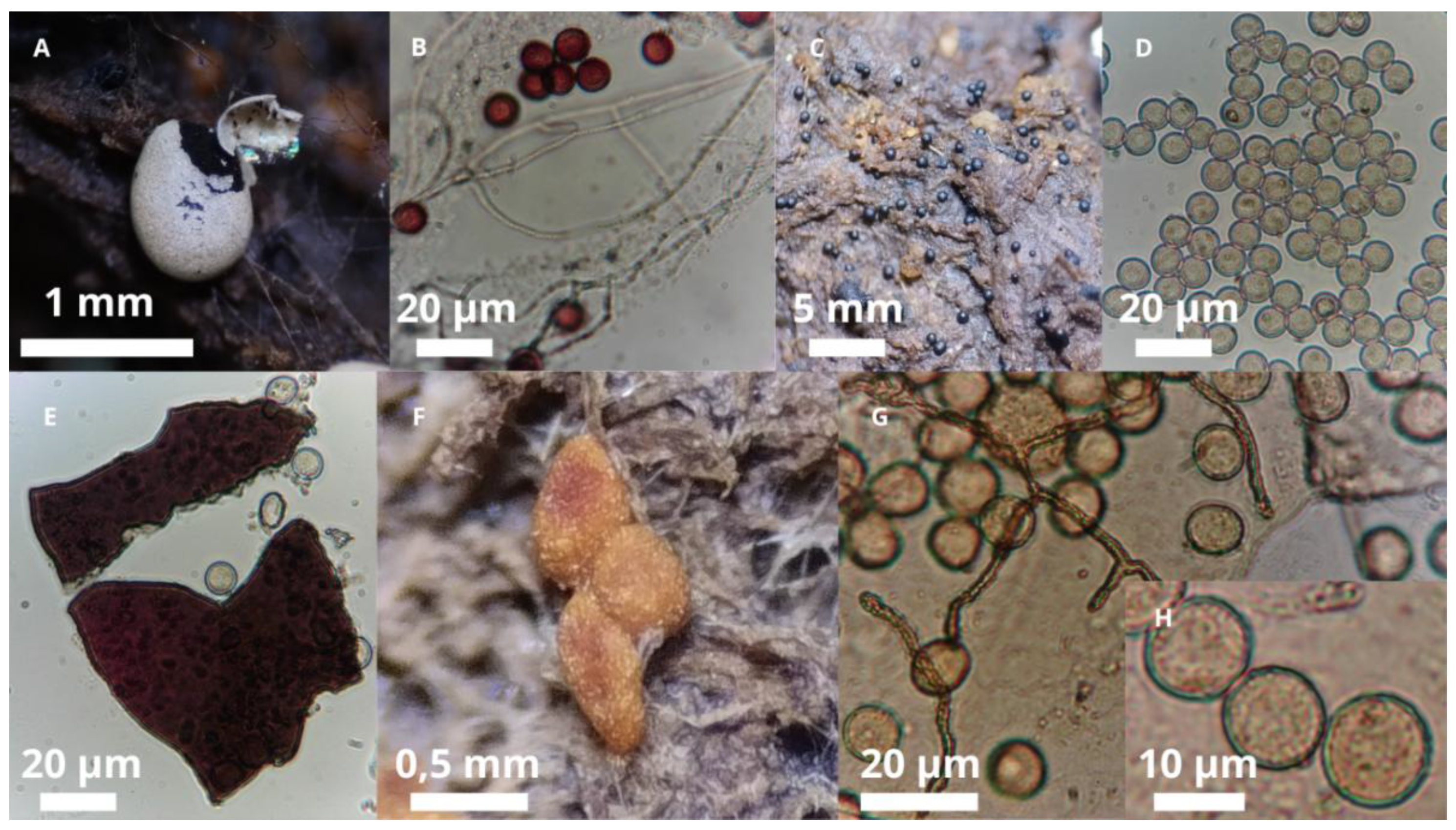 Preprints 174703 g006