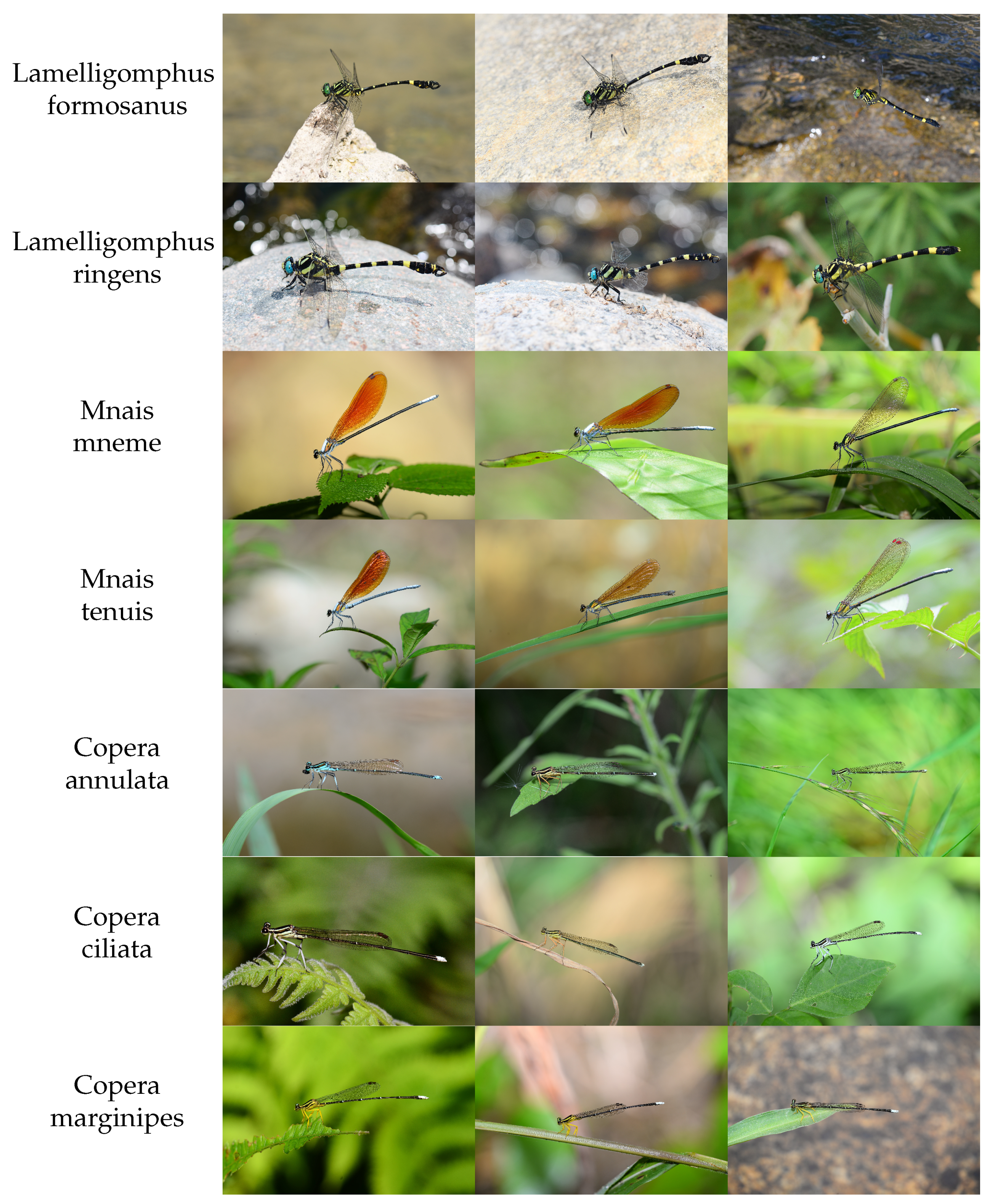 Preprints 162132 g001