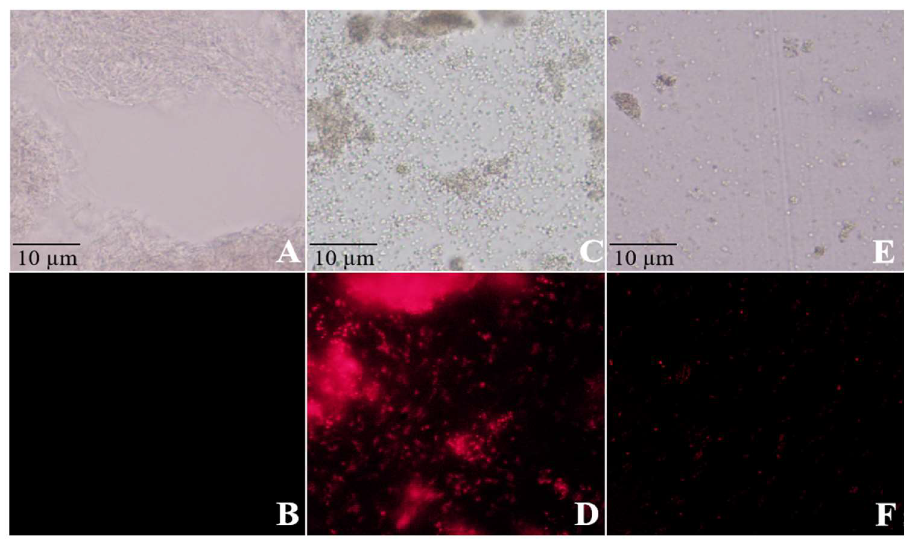 Preprints 154418 g004