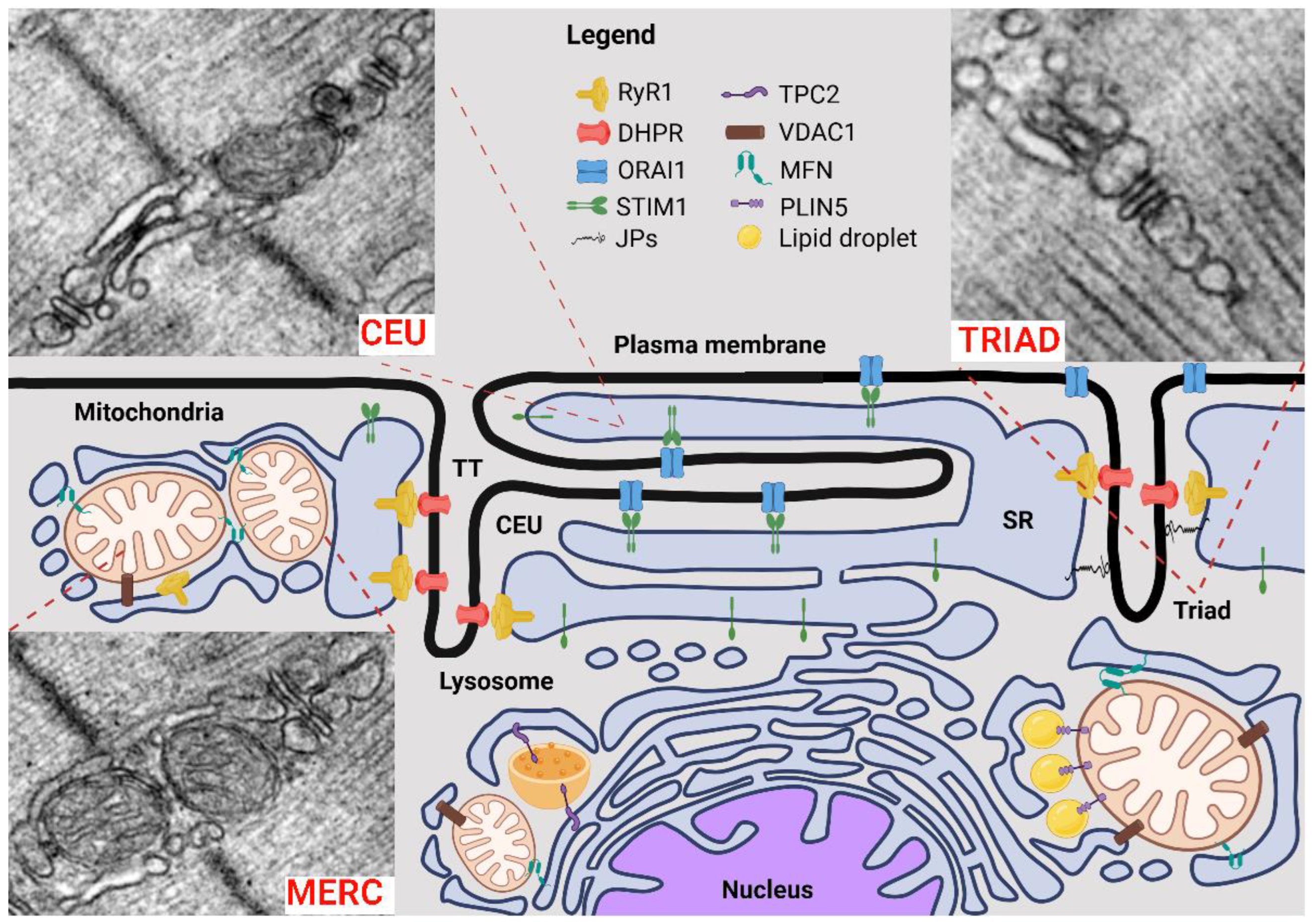Preprints 143868 g001
