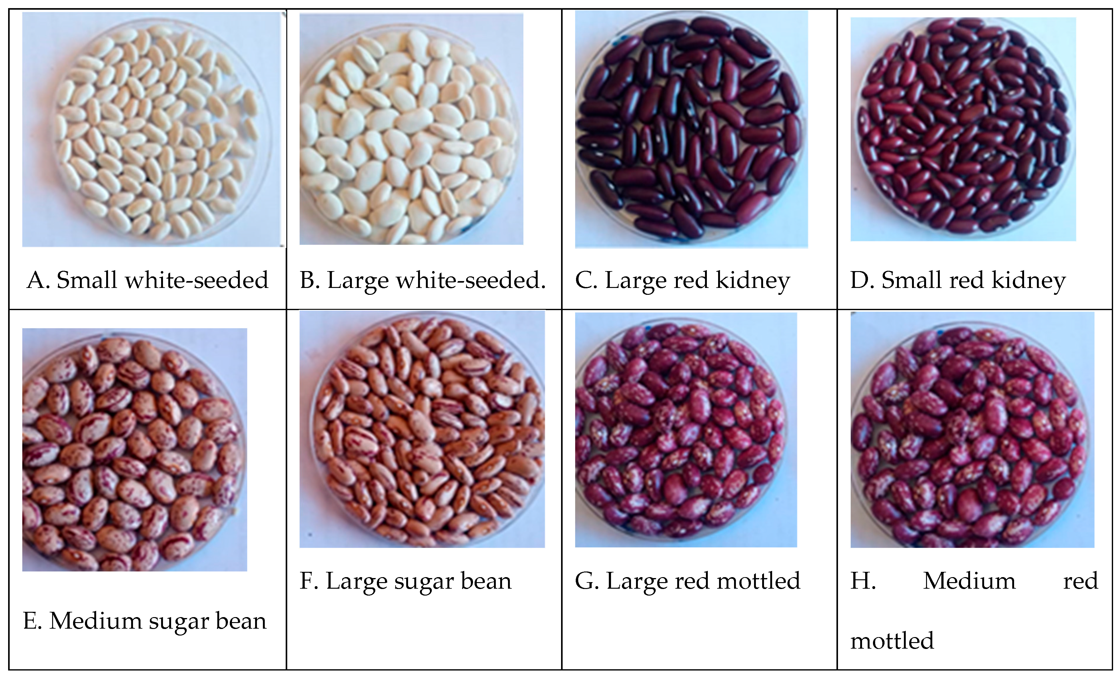 Preprints 200428 g001