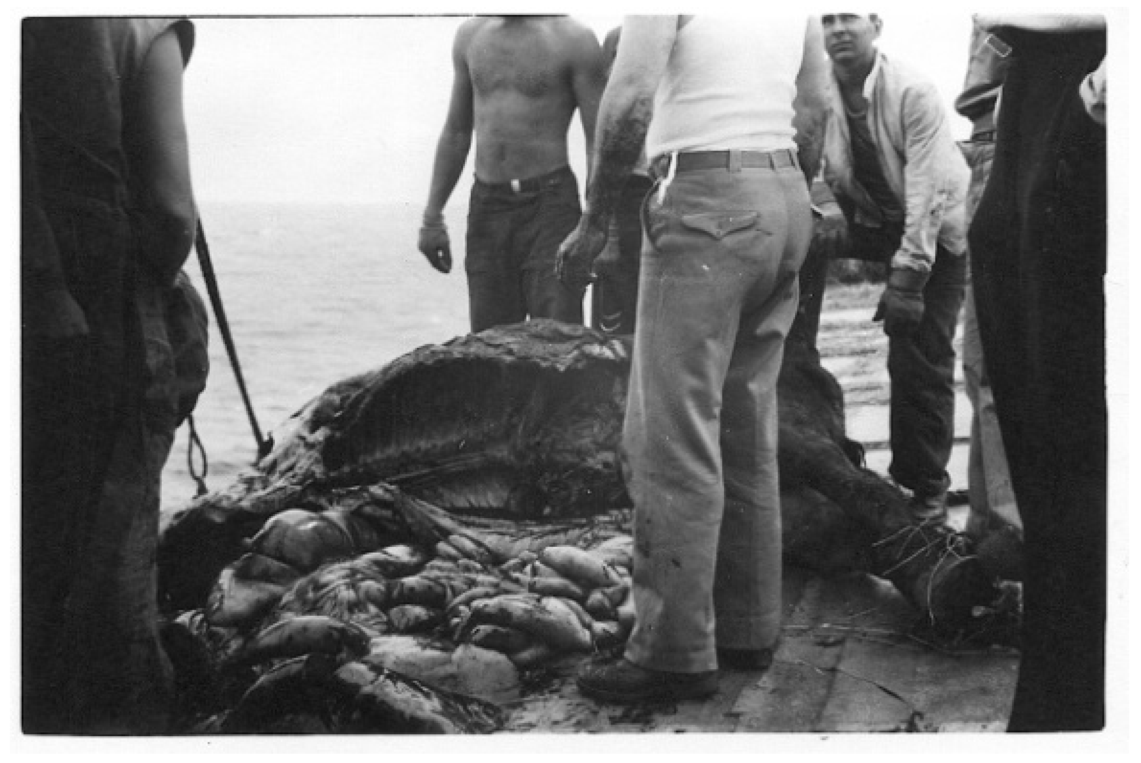 Preprints 184881 g001