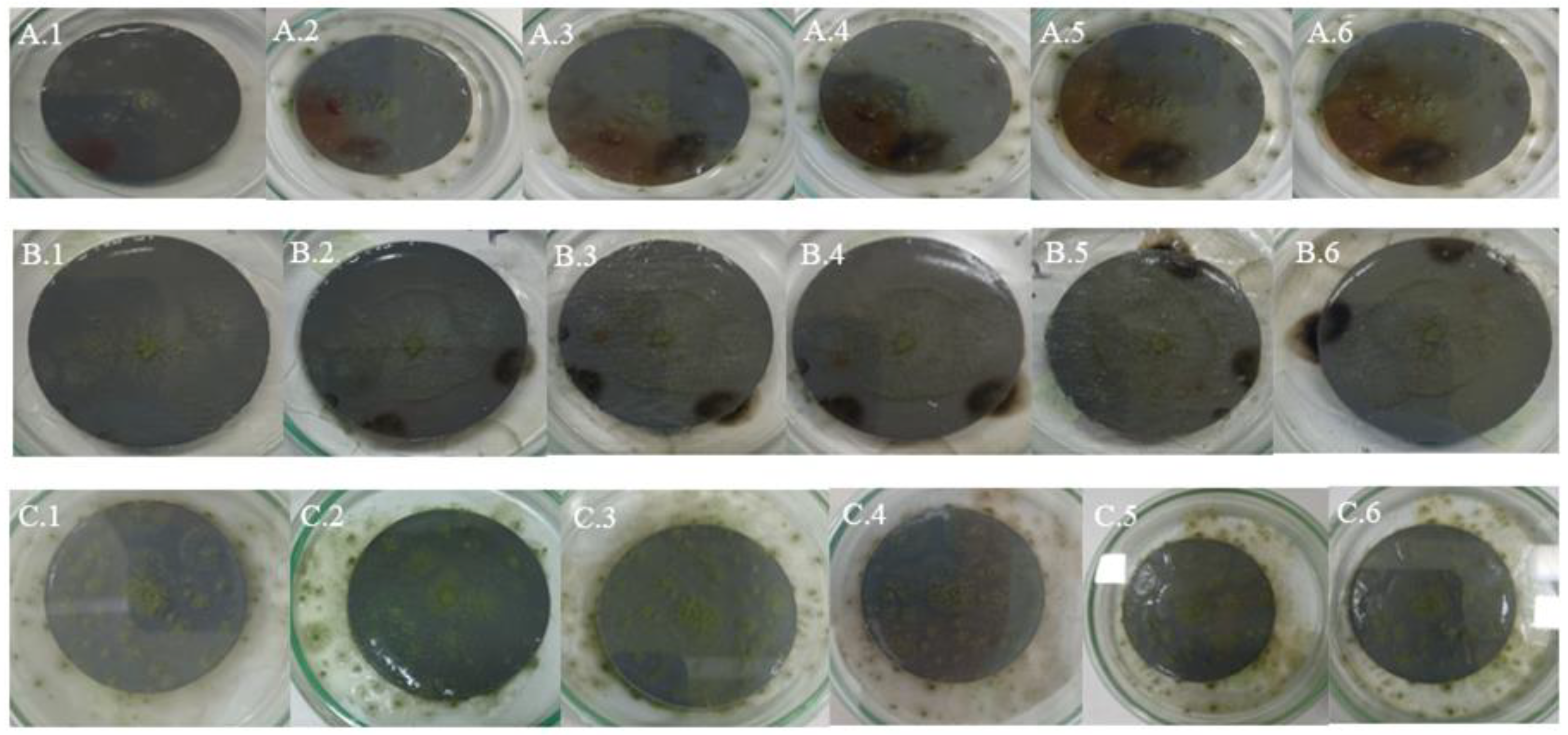 Preprints 158970 g005