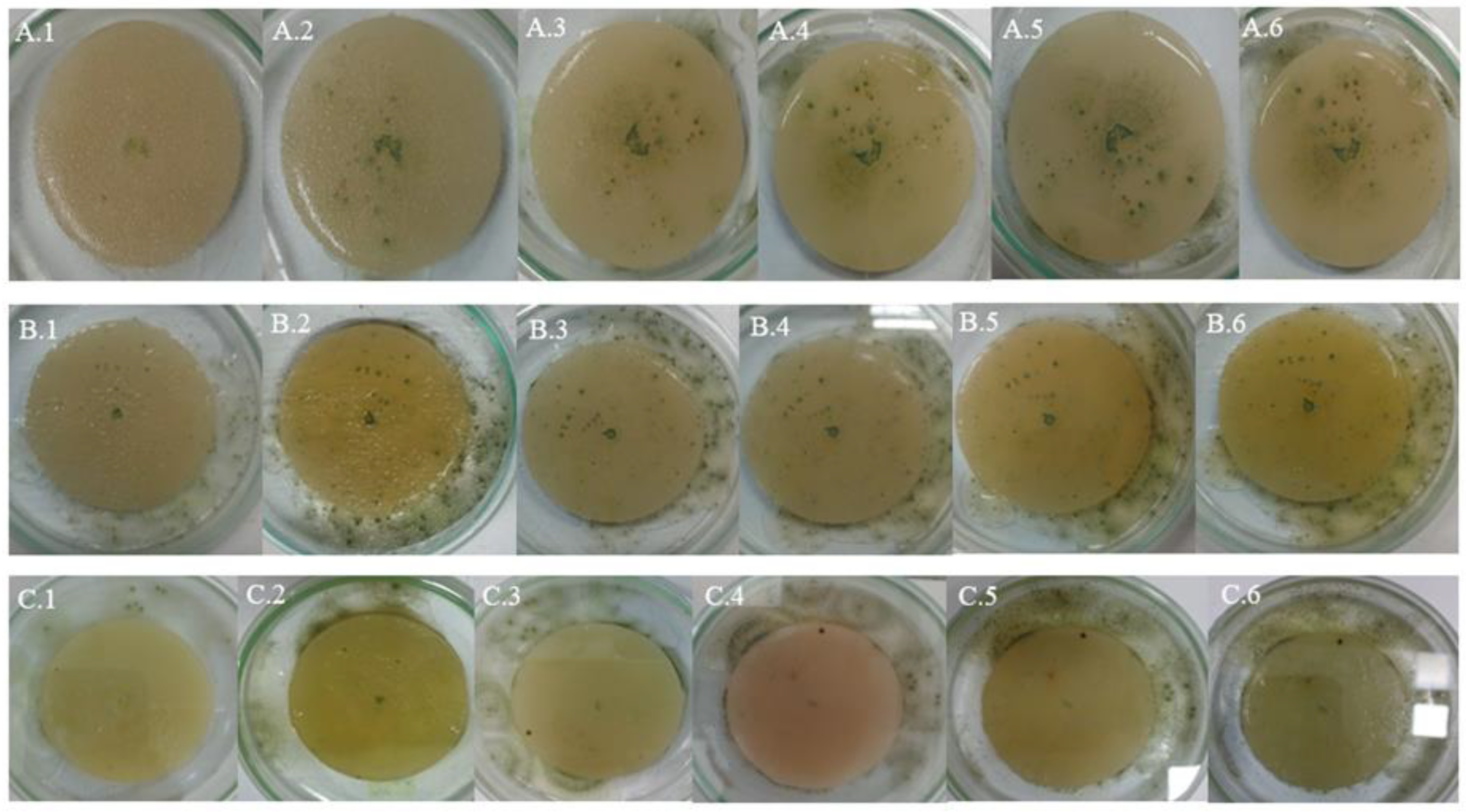 Preprints 158970 g006