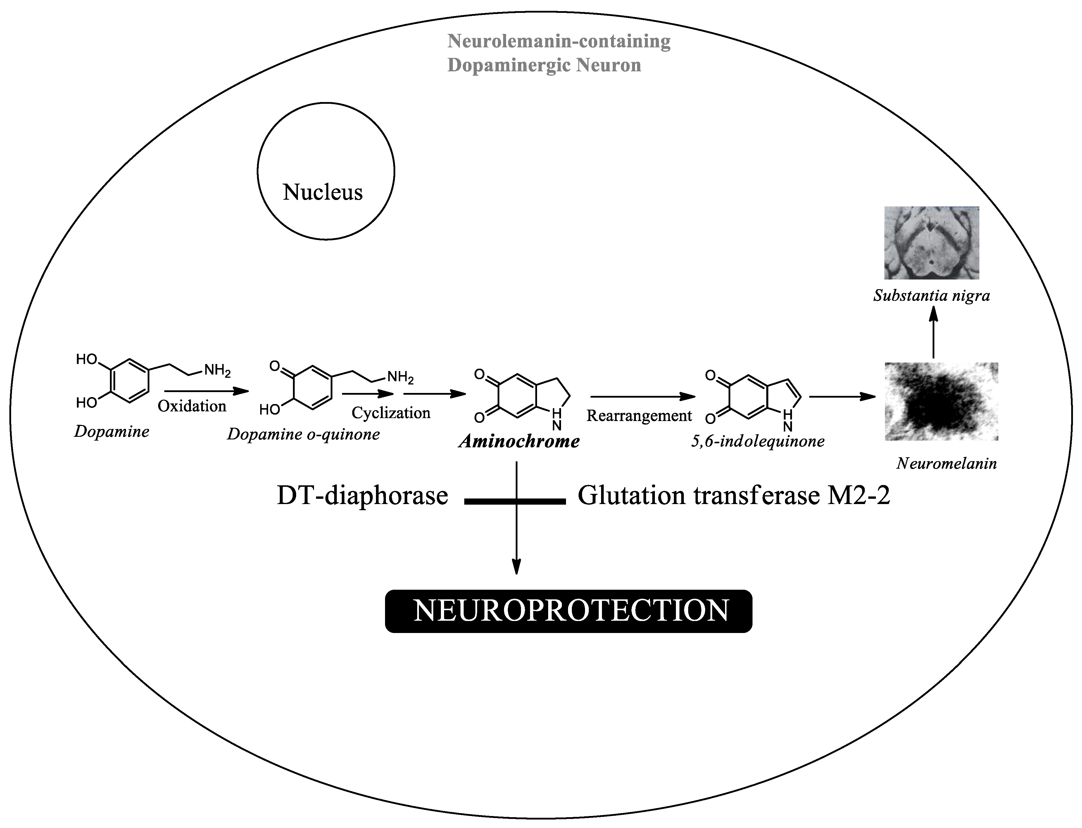 Preprints 237921 g002