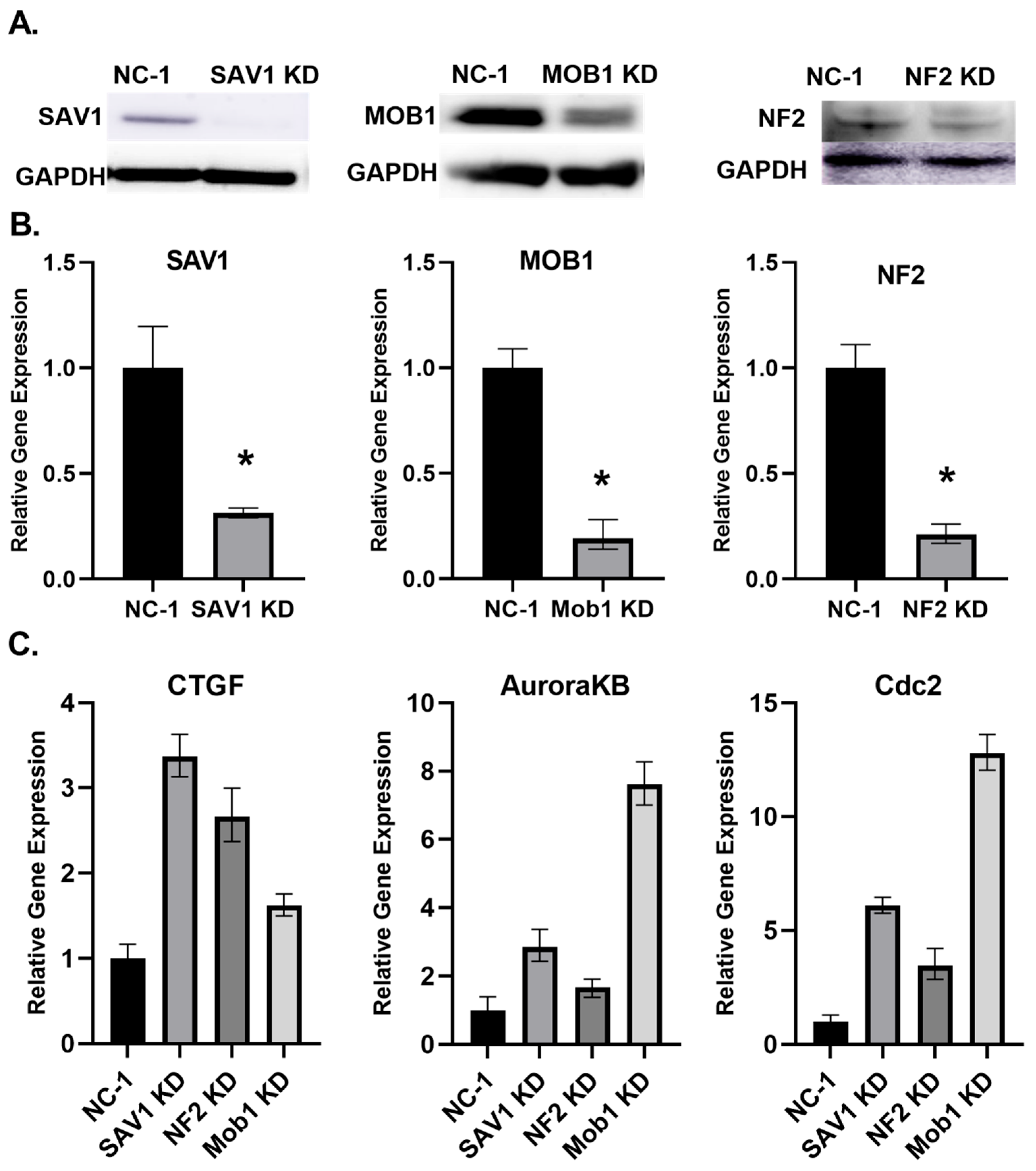 Preprints 173133 g001