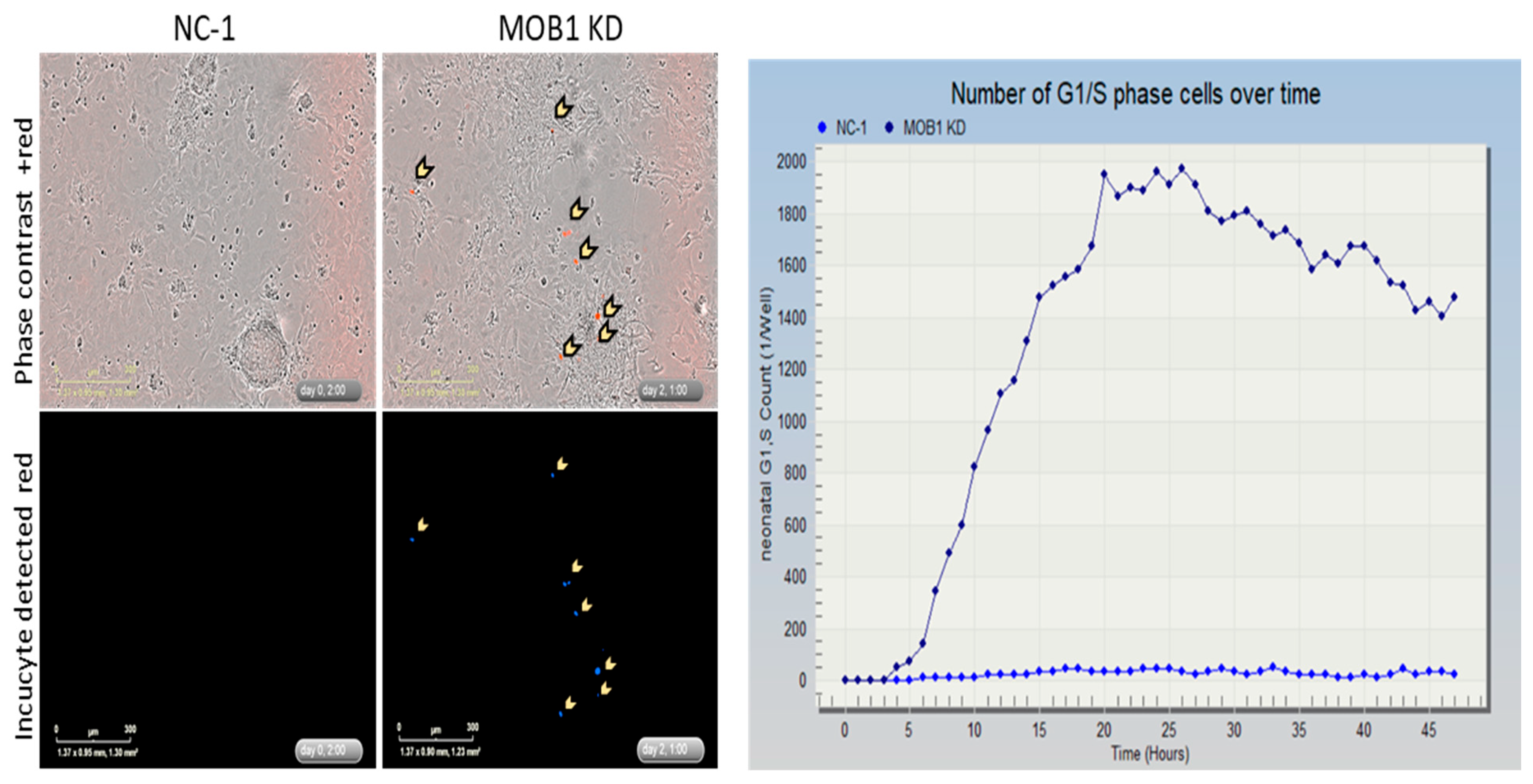 Preprints 173133 g005
