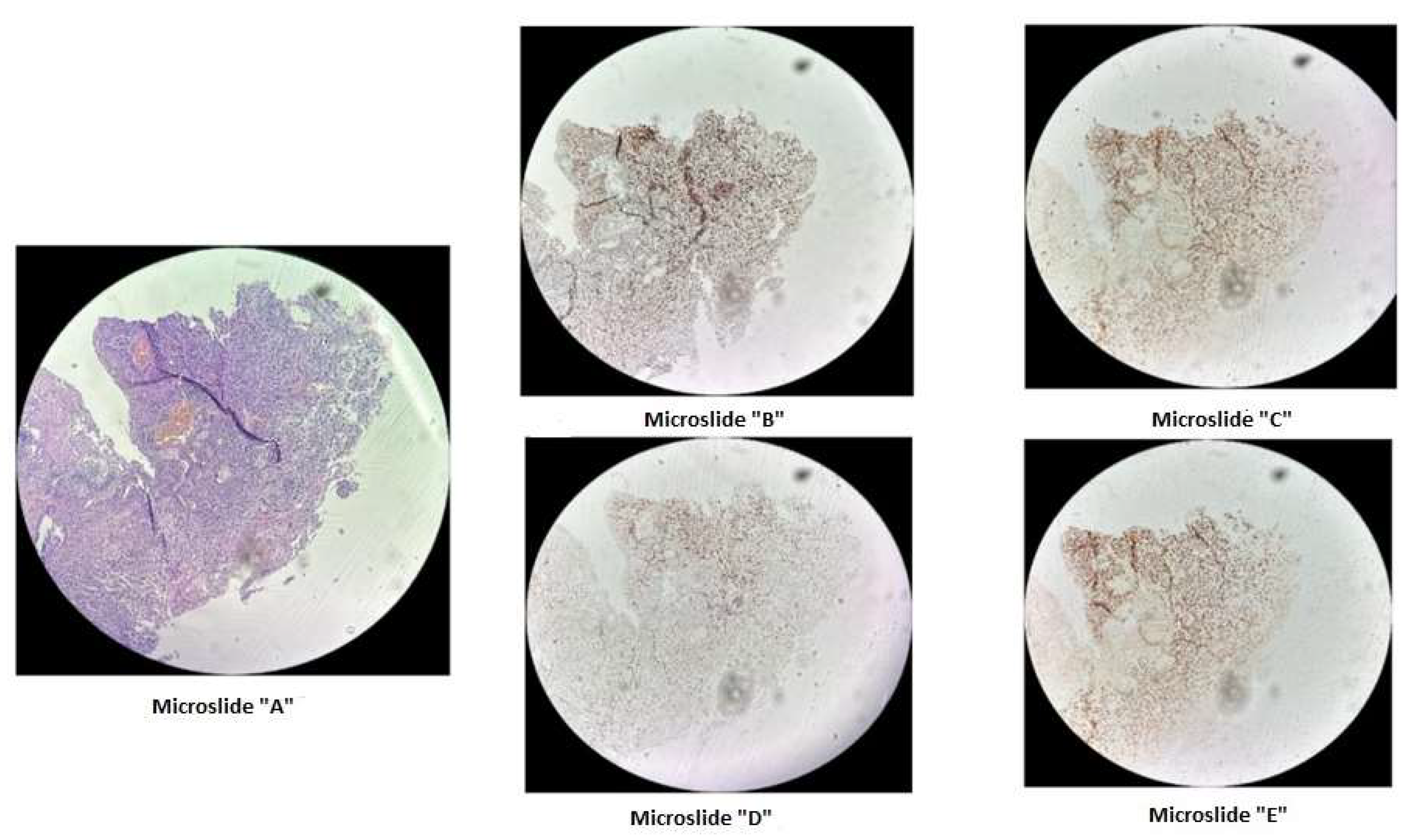 Preprints 119326 g001